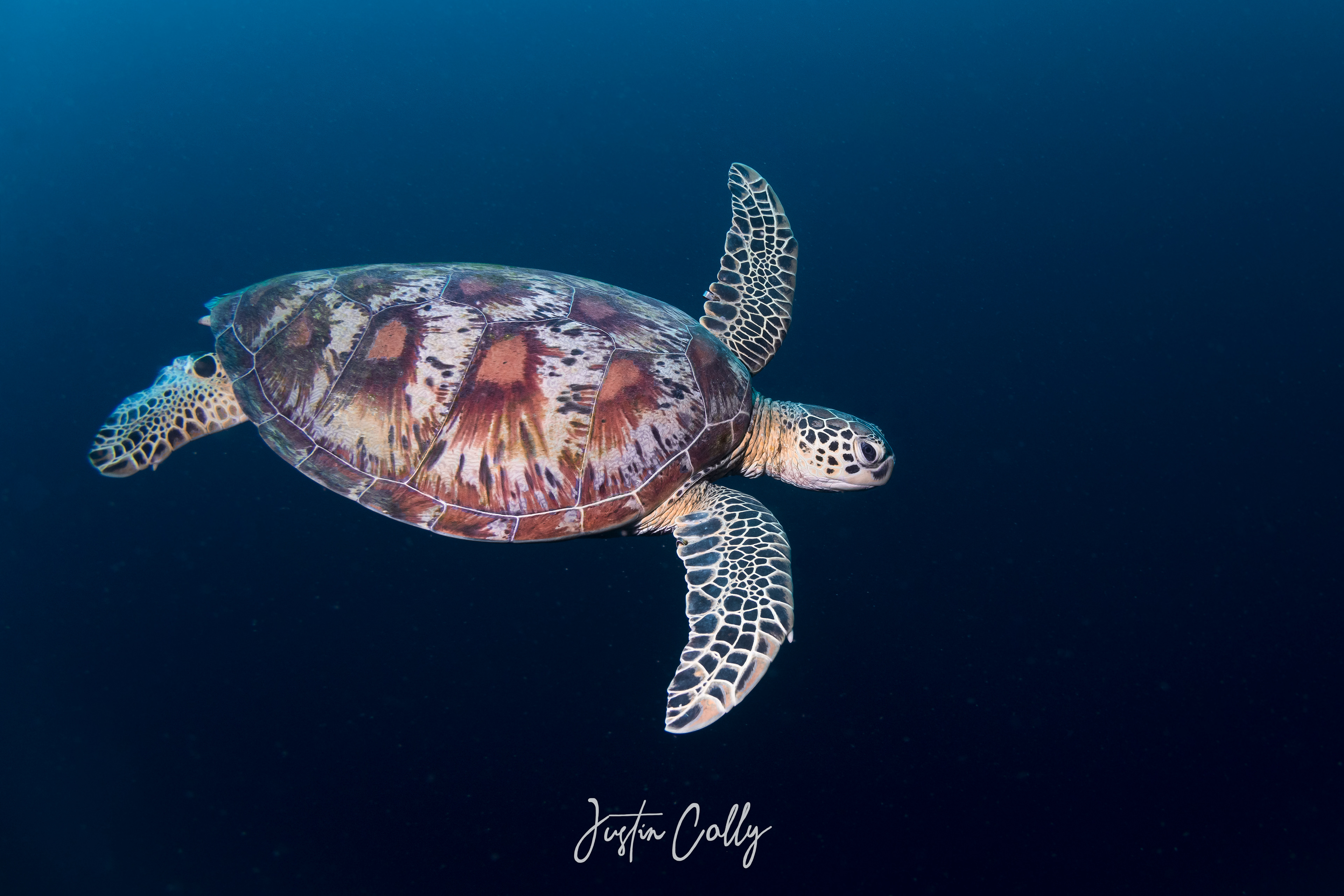 Green sea turtle (Chelonia mydas) in Sipadan, Borneo