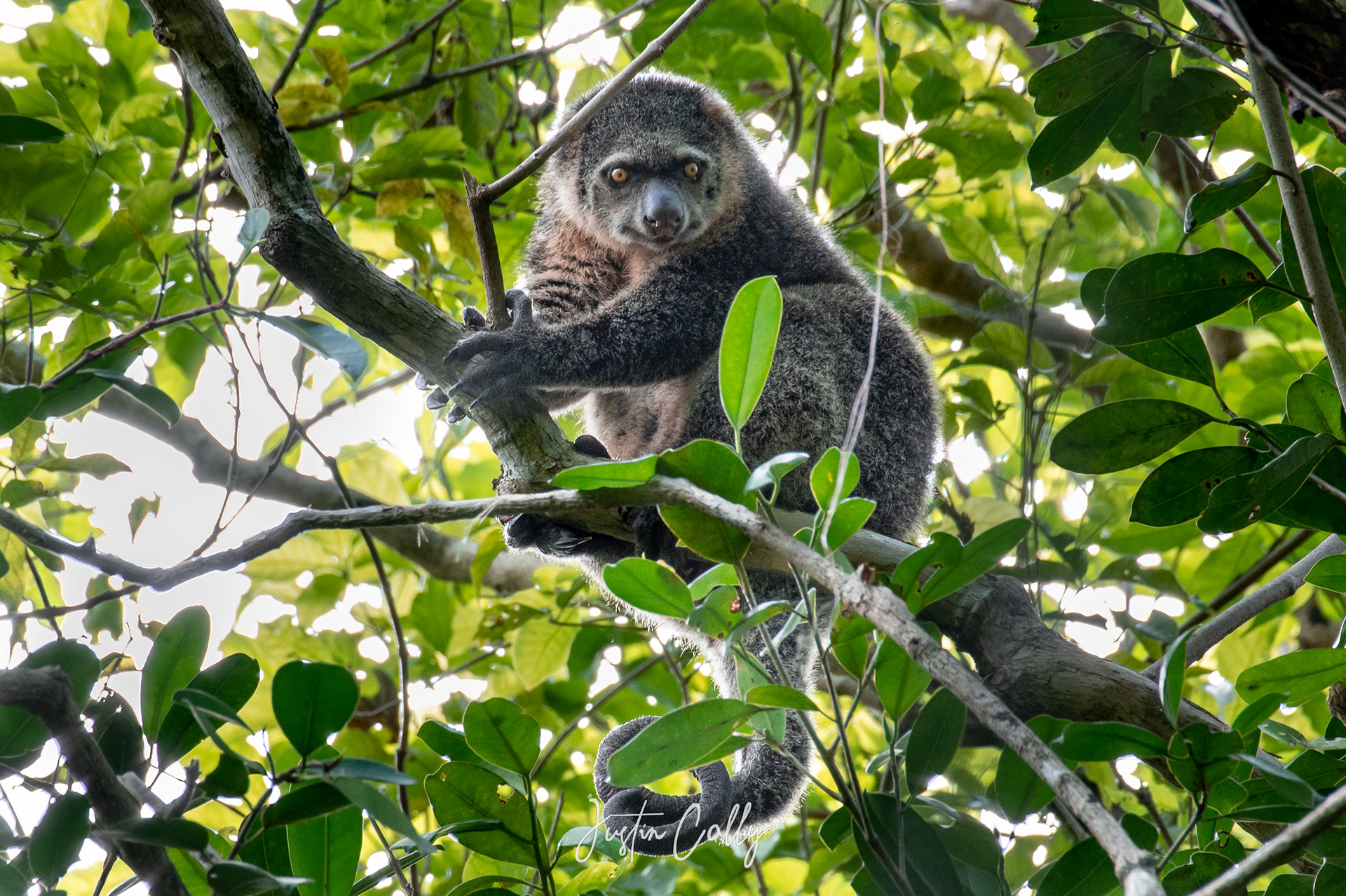 Sulawesi bear cuscus (Ailurops ursinus) in Tangkoko, Sulawesi