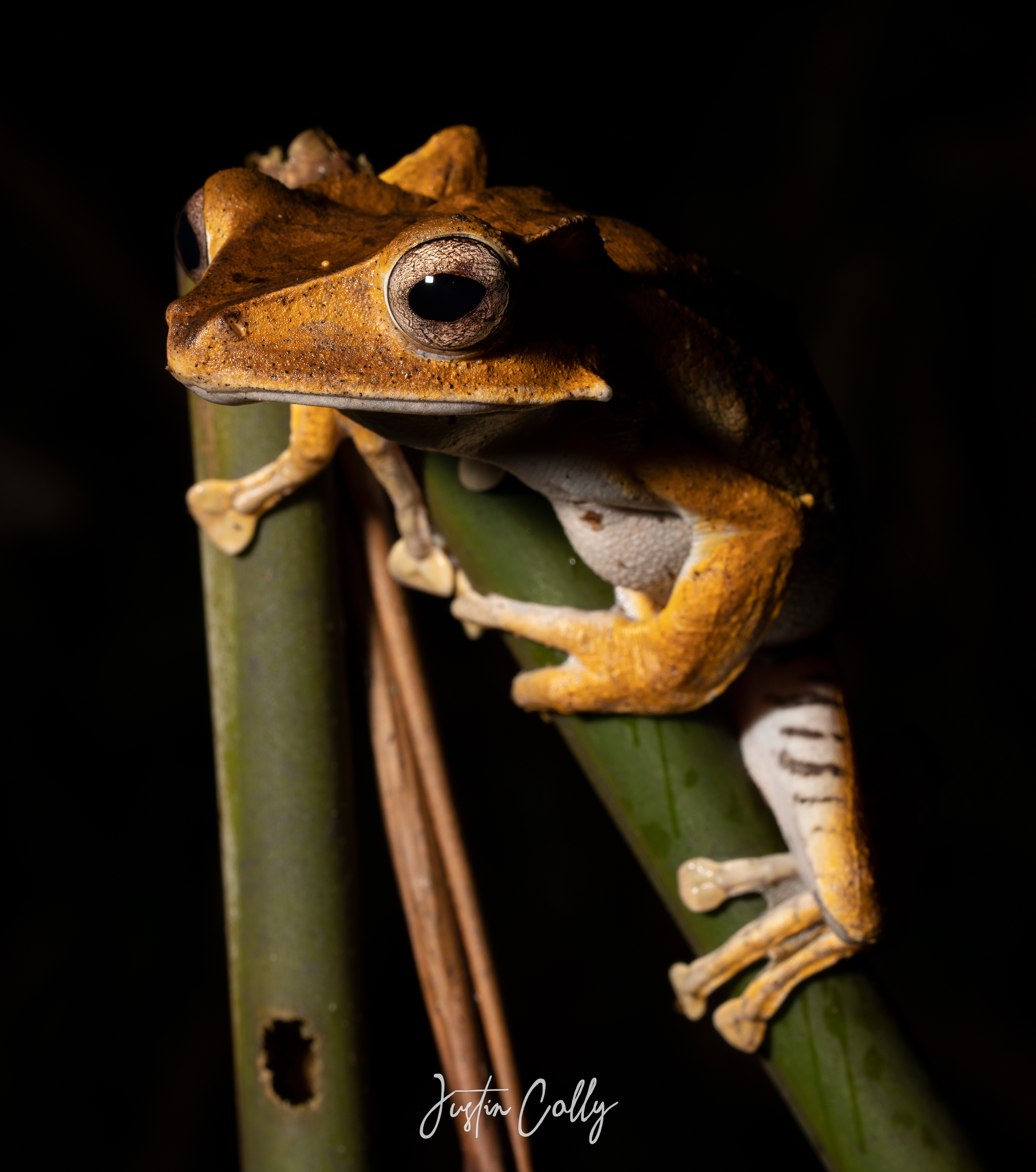 File-eared tree frog (Polypedates otilophus) in Danum Valley, Borneo