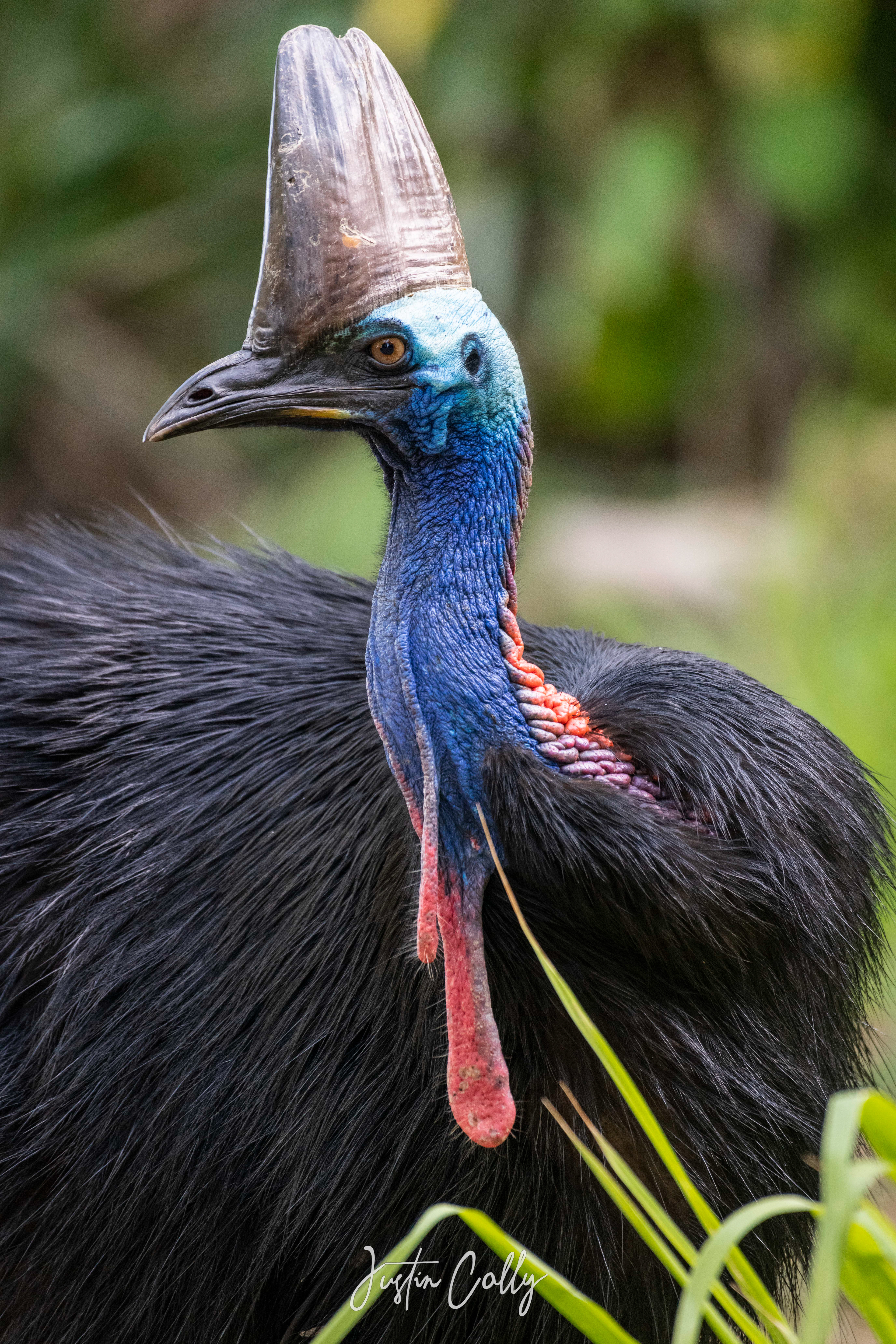 Southern cassowary (Casuarius casuarius) in Tropical North Queensland, Australia