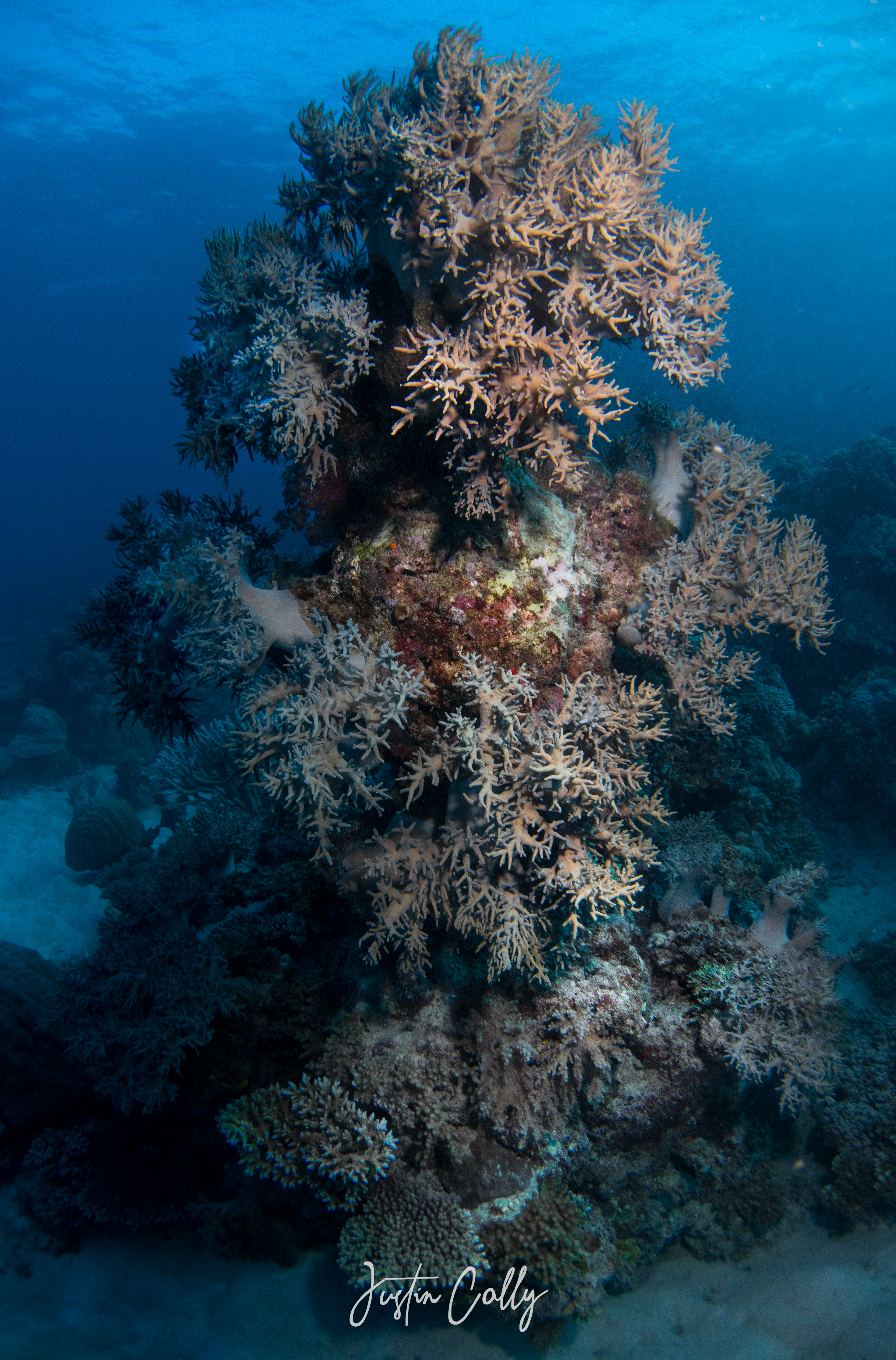 Large coral structure