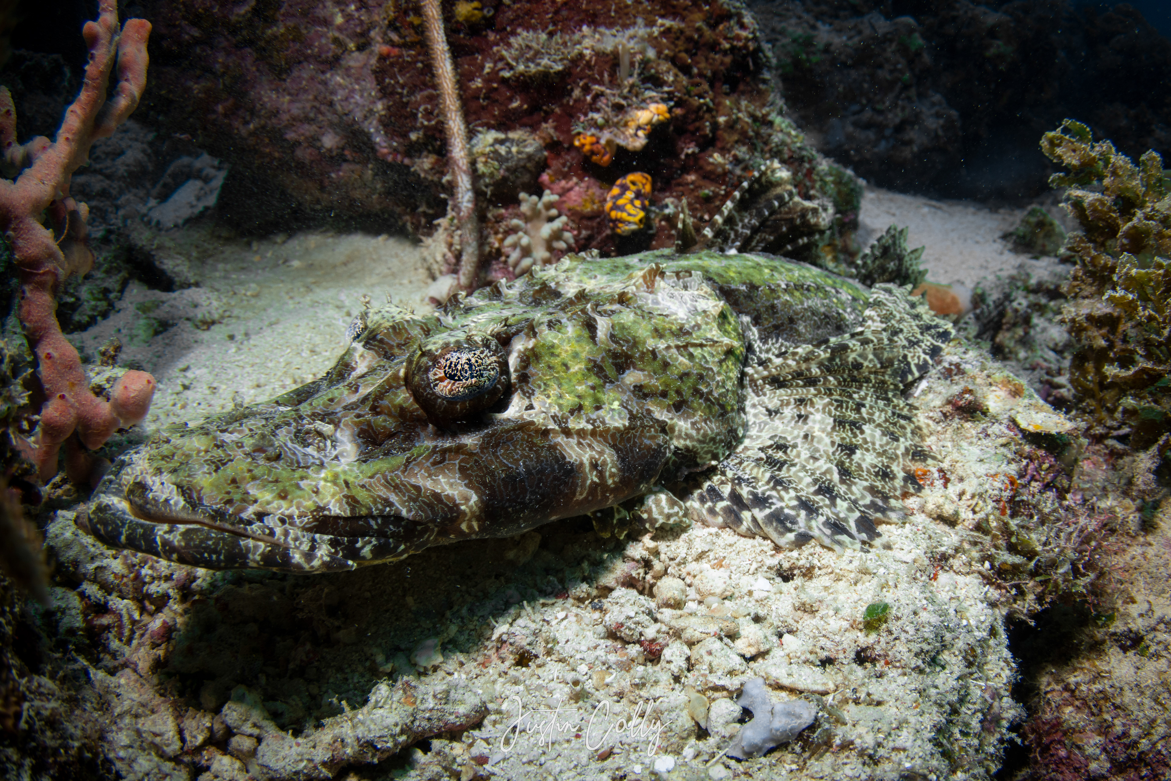 Crocodilefish (Cymbacephalus beauforti) in Sulawesi, Indonesia