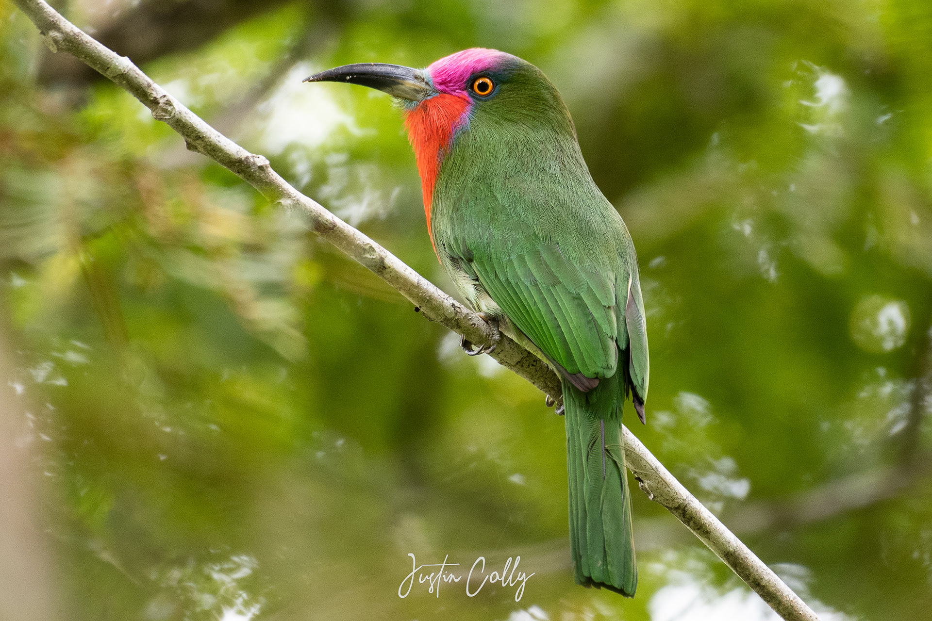 Red-bearded bee-eater (Nyctyornis amictus) in Danum Valley, Borneo