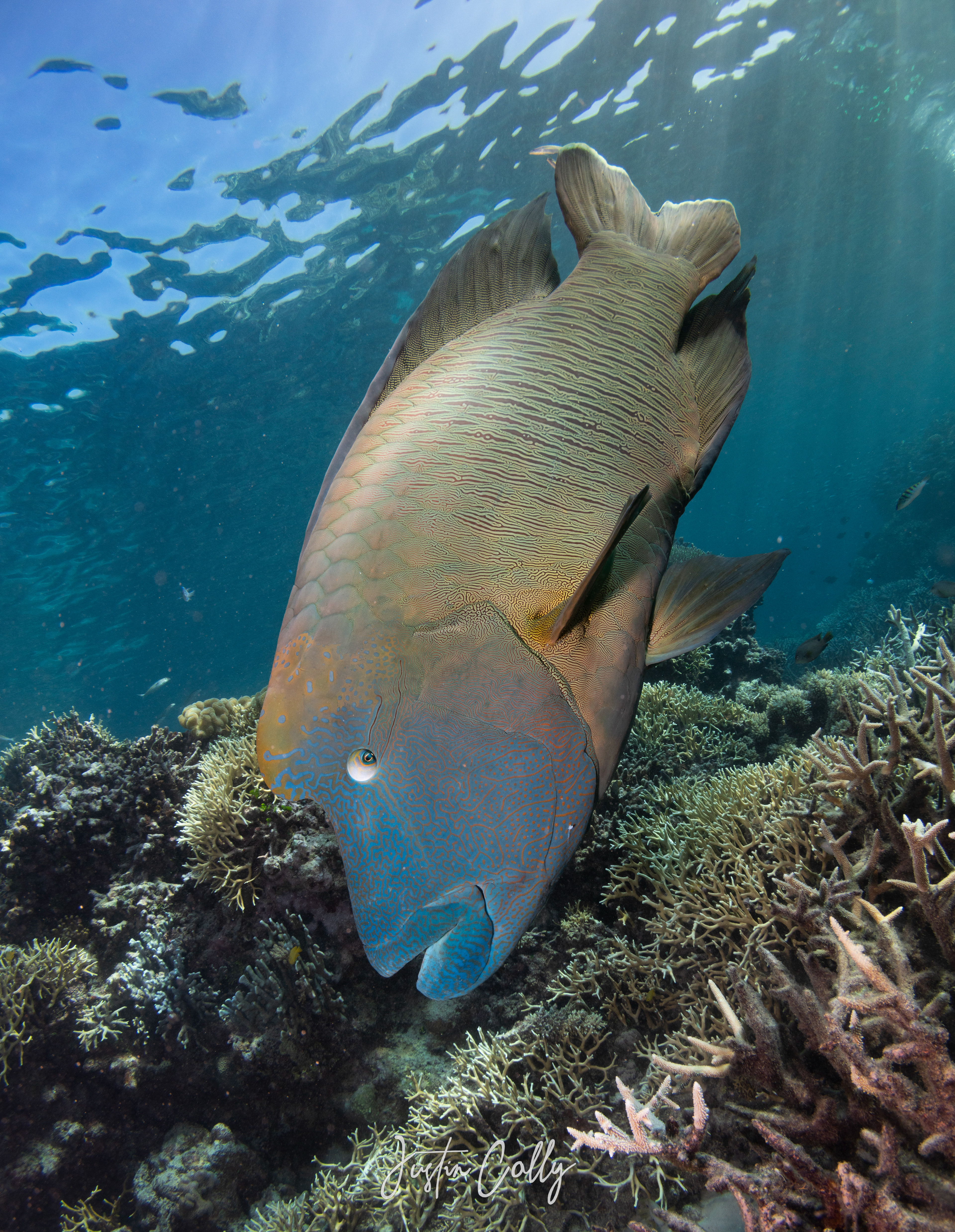 Humphead wrasse (Cheilinus undulatus)