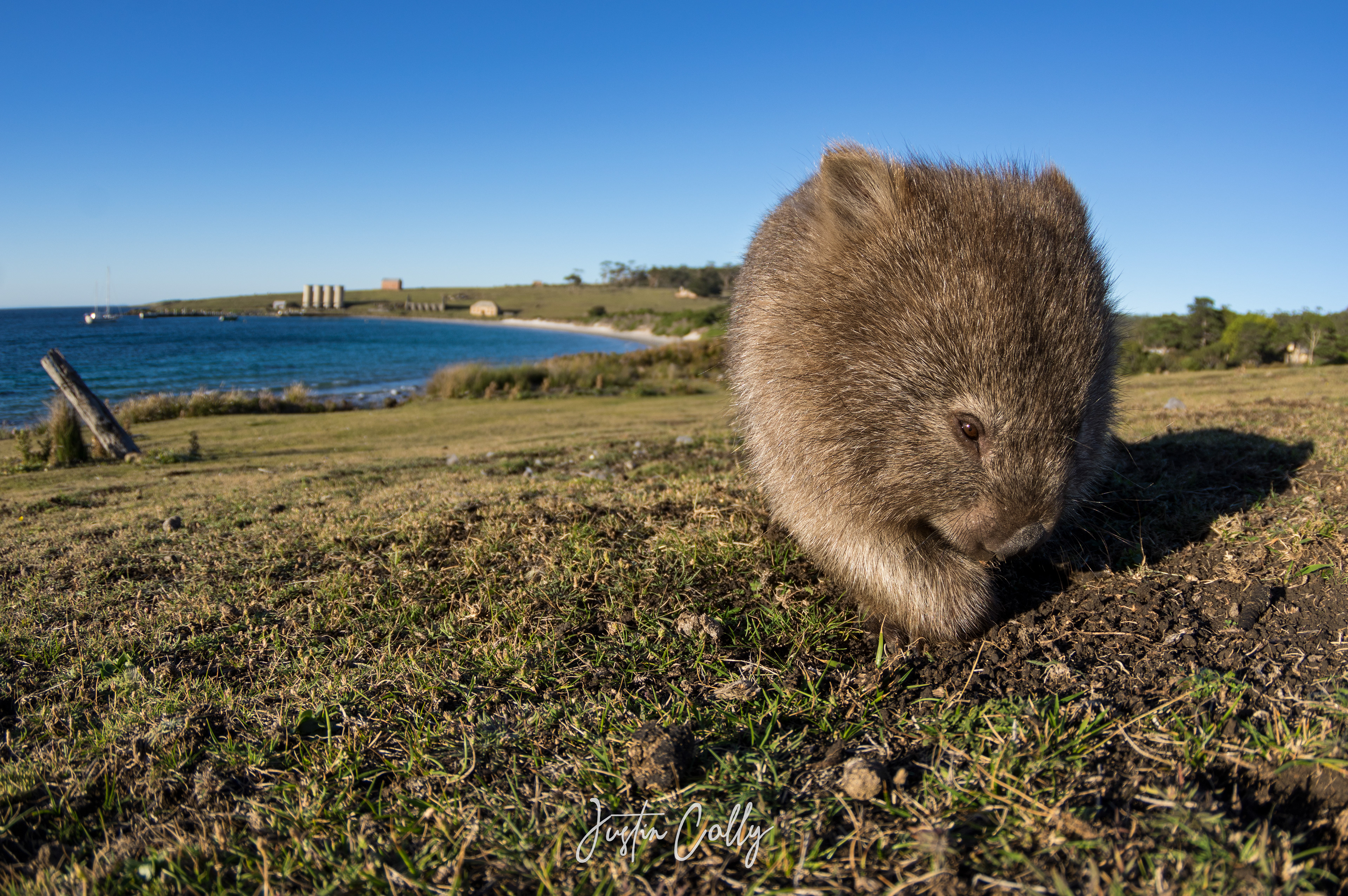 Common wombat (Vombatus ursinus) on Maria Island, Australia