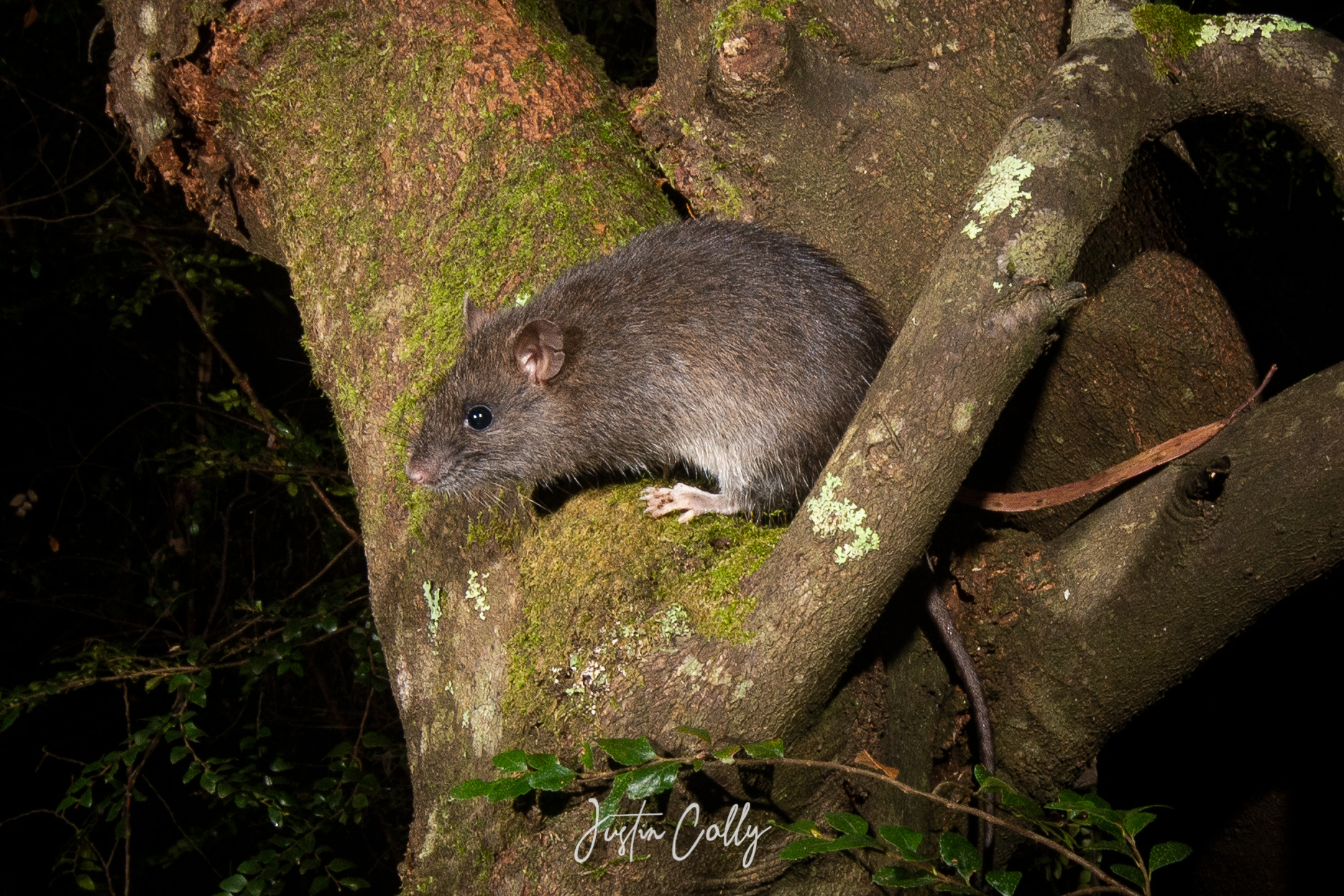 Australian bush rat (Rattus fuscipes) in Toolangi, Australia