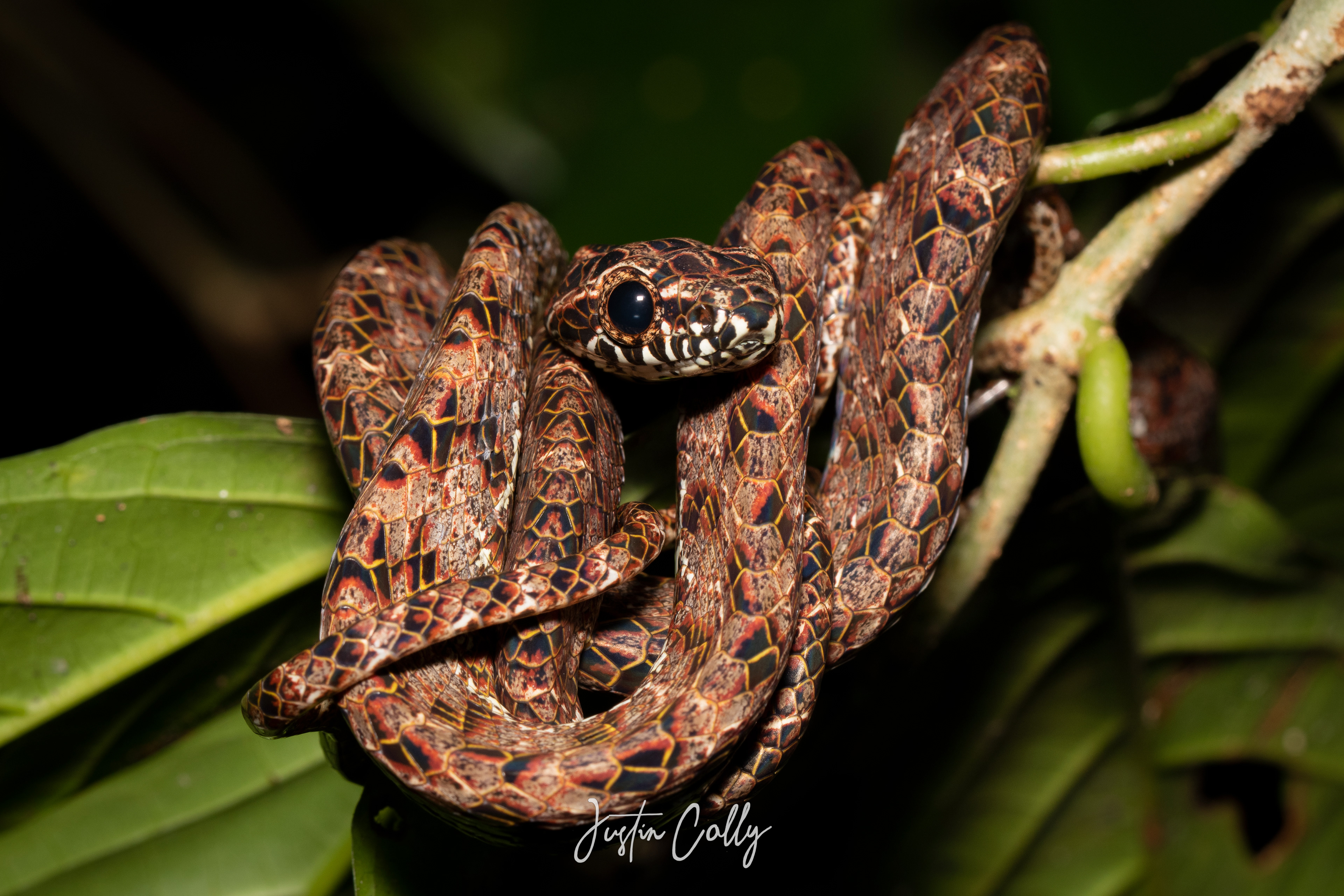 Jasper cat snake (Boiga jaspidea) in Mulu, Borneo