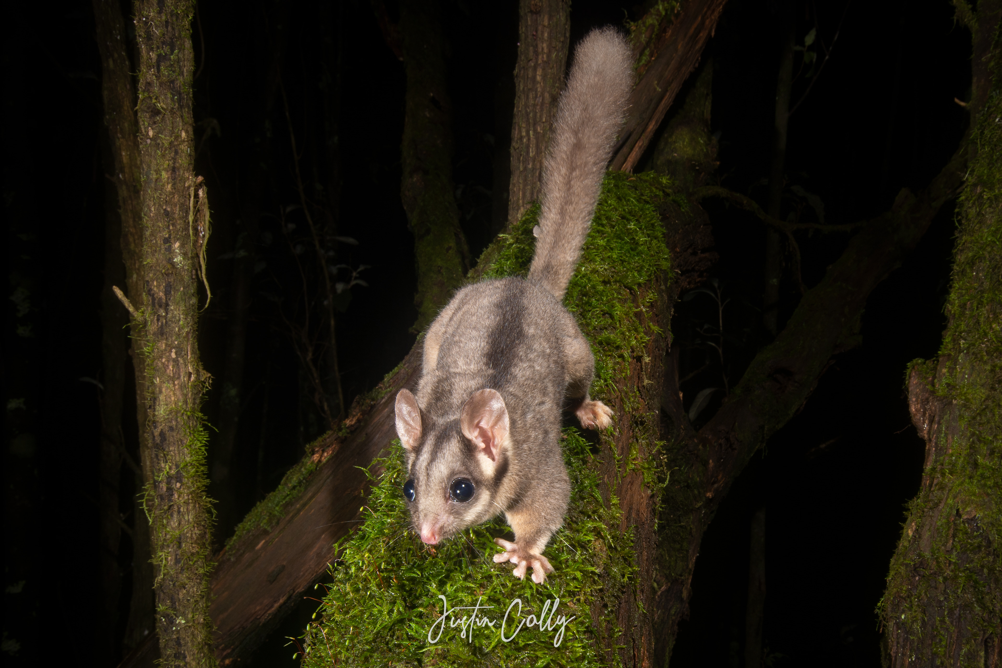 Leadbeater's possum (Gymnobelideus leadbeateri) in Toolangi, Australia