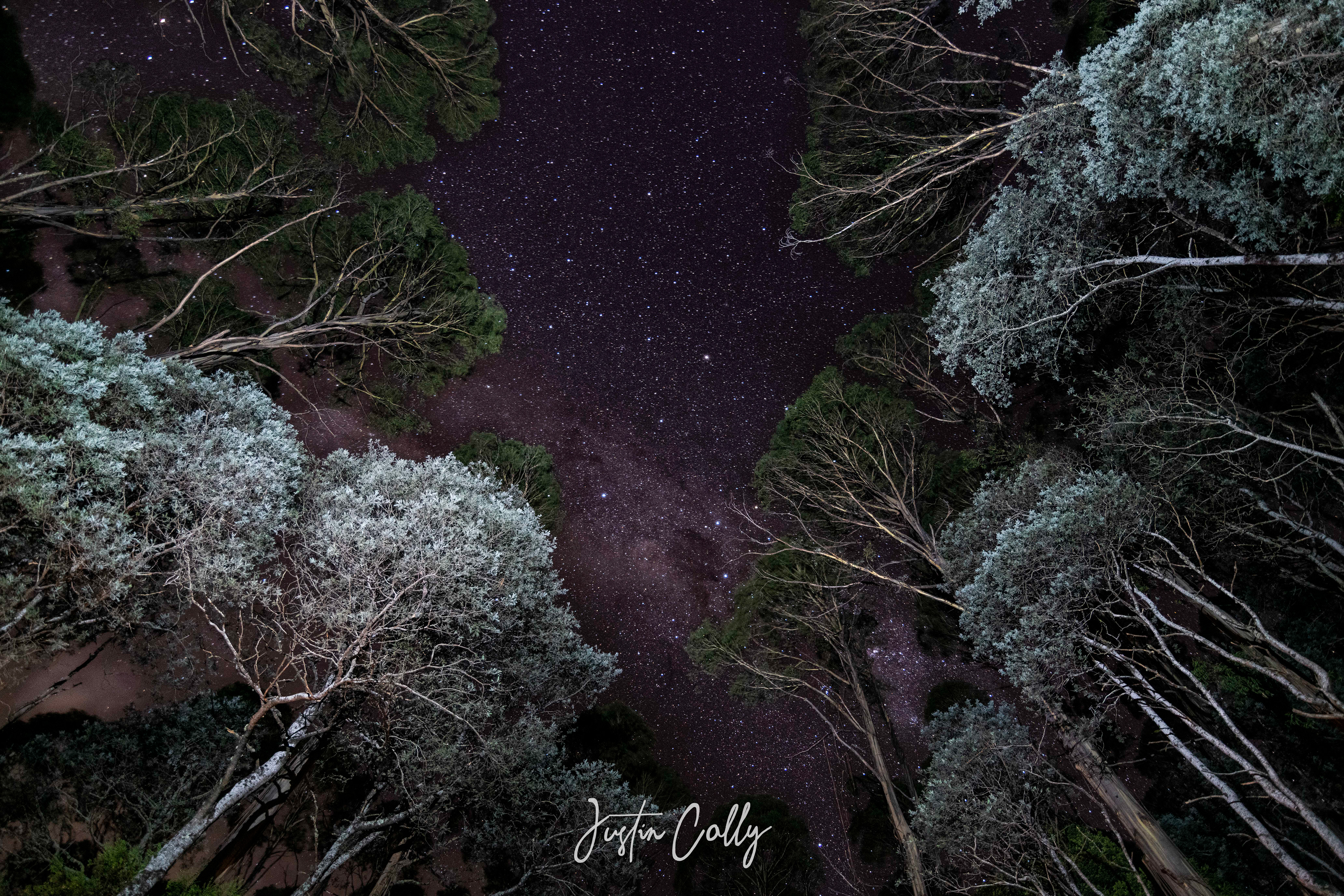 Silver wattle and the night sky, Baw Baw Plateau