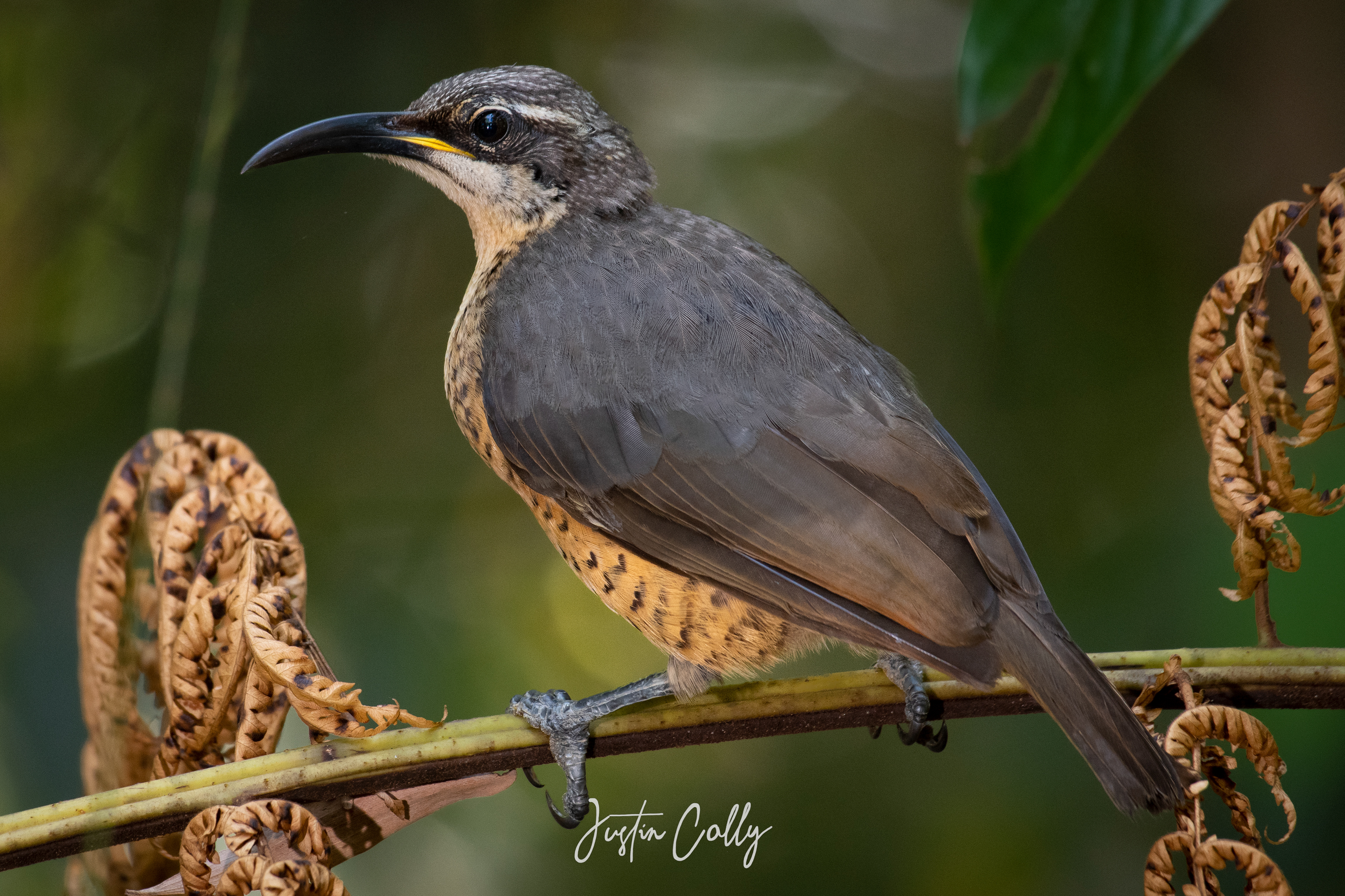 Female victoria's riflebird (Lophorina victoriae) in the Atherton Tablelands, Australia