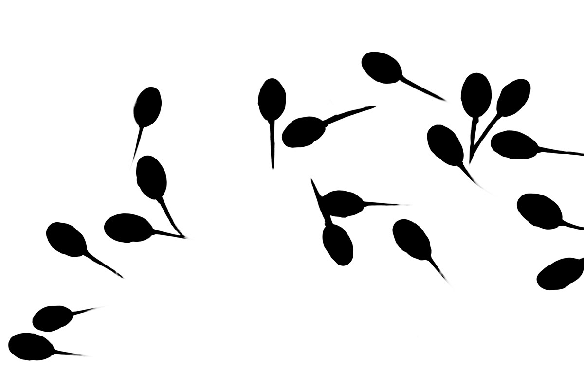 tadpoles