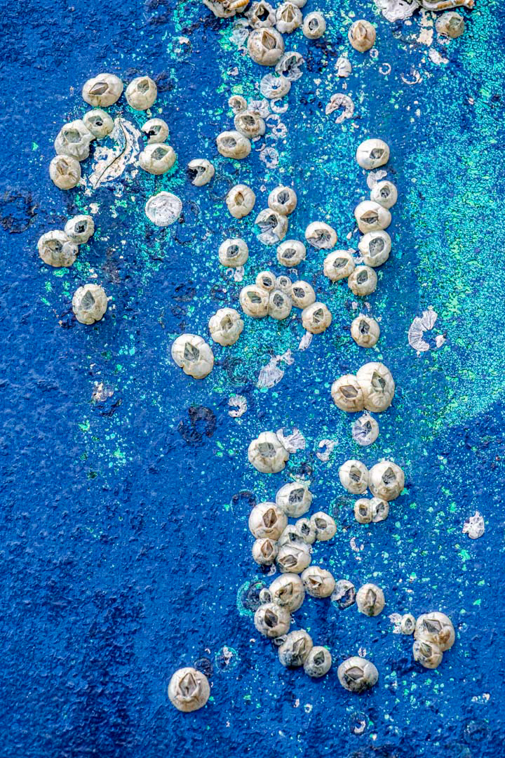 barnacles