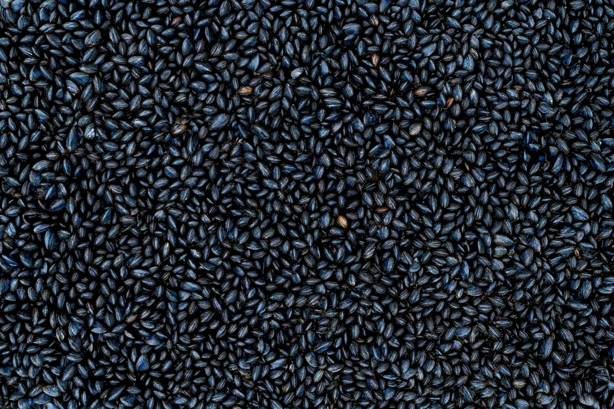 mussels