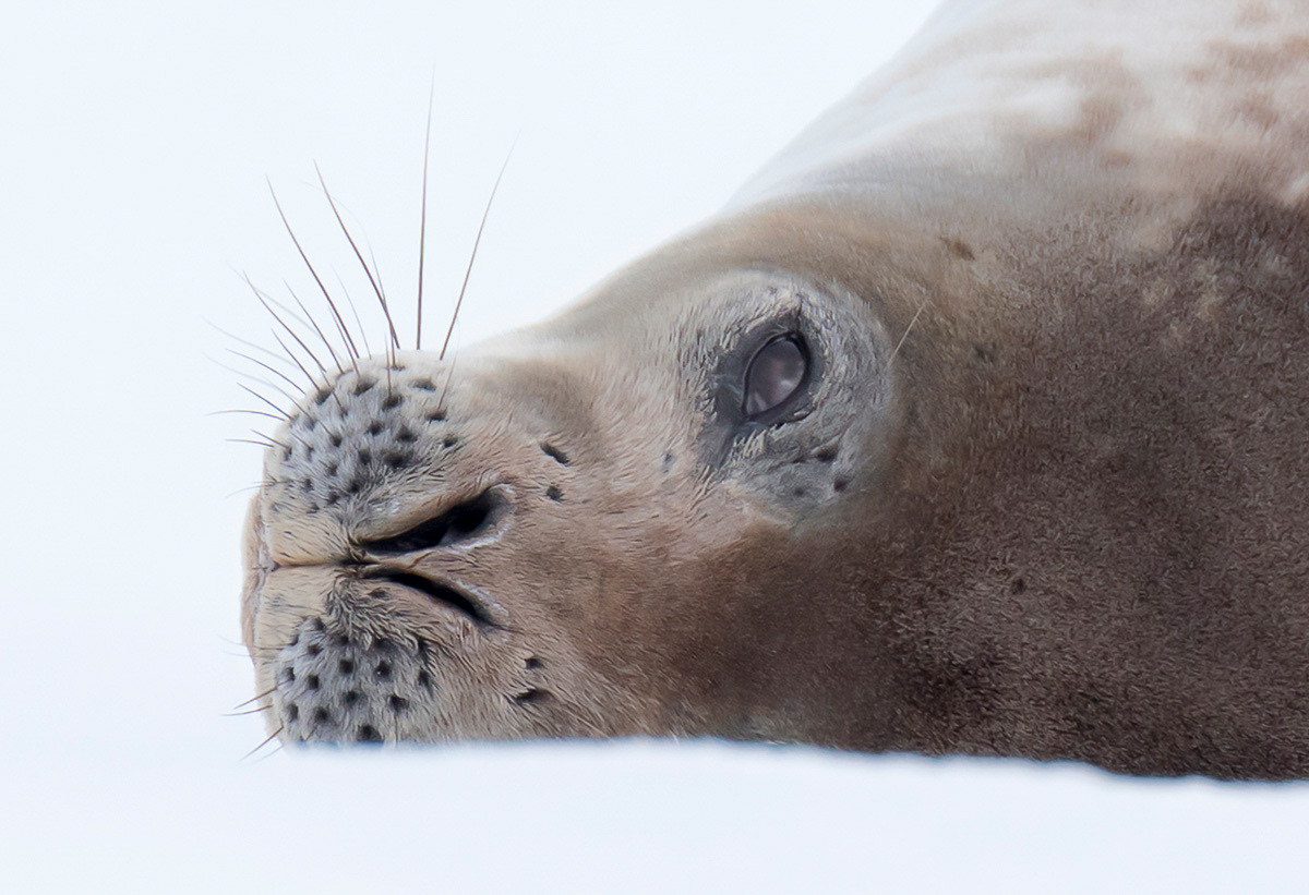 weddel seal