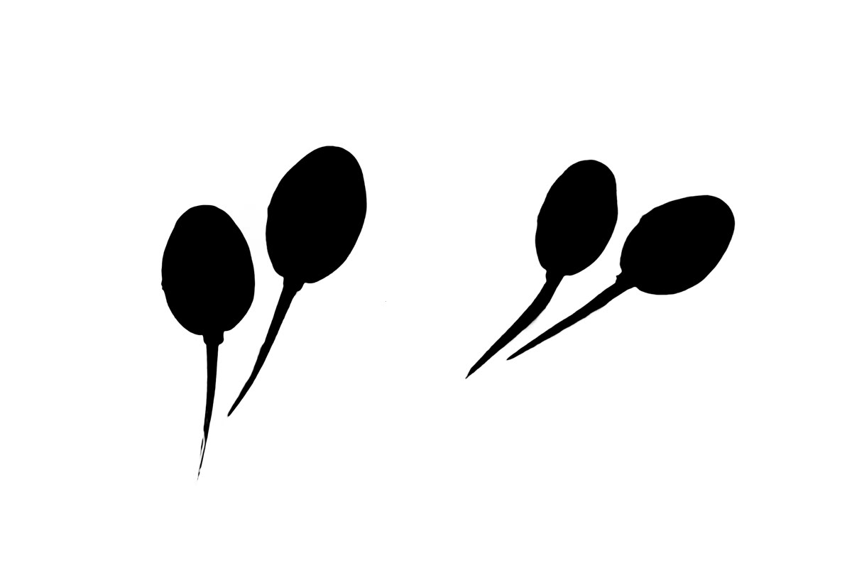 tadpoles