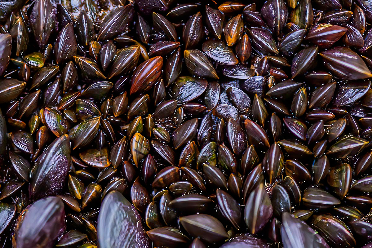 mussels