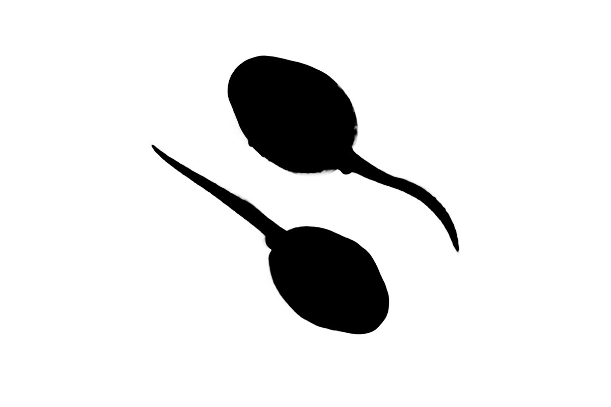 tadpoles