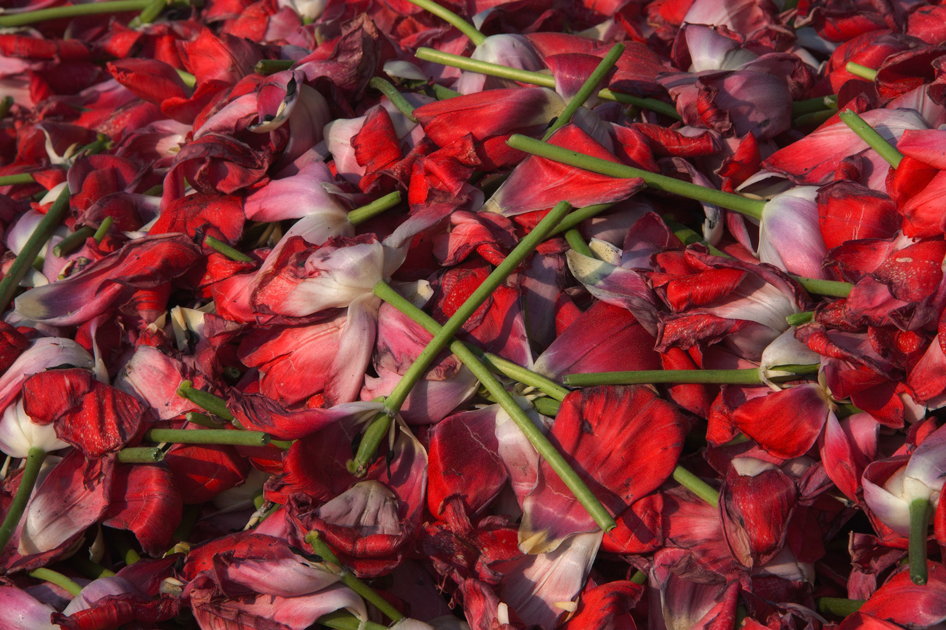 Tulp