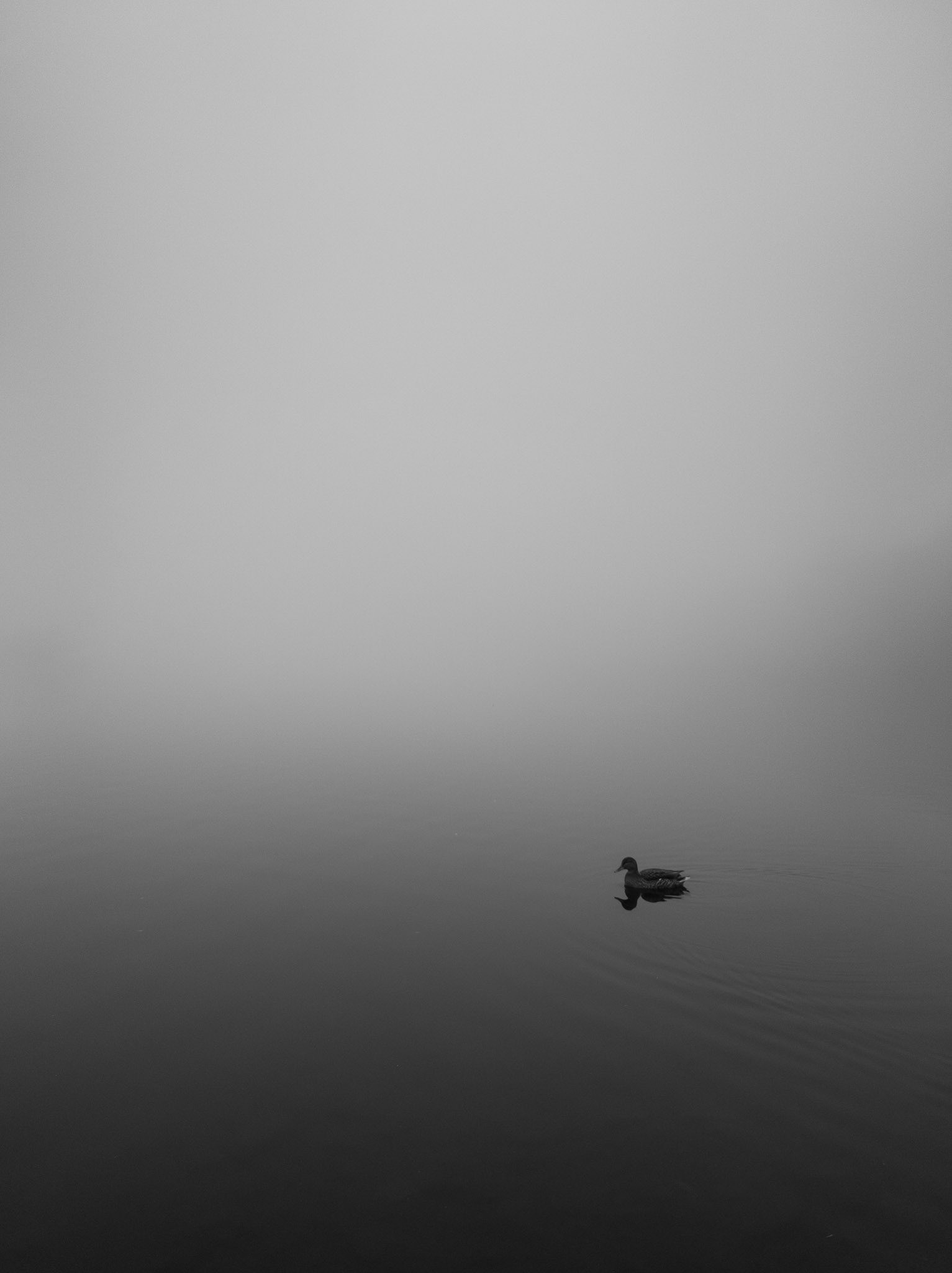 Foggy duck, Hillsborough