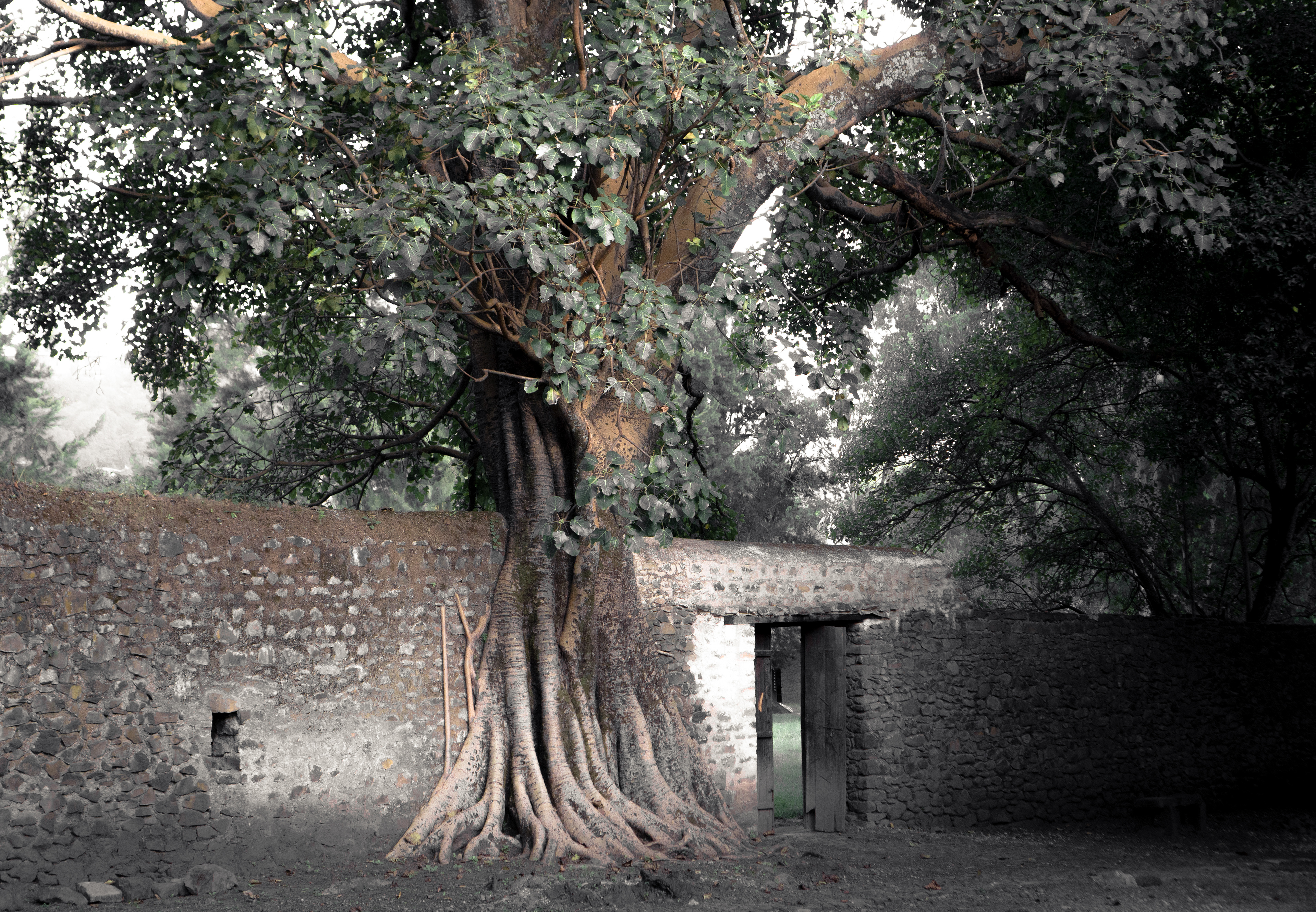Gondar - Éthiopie 2019 - Martin Peterolff