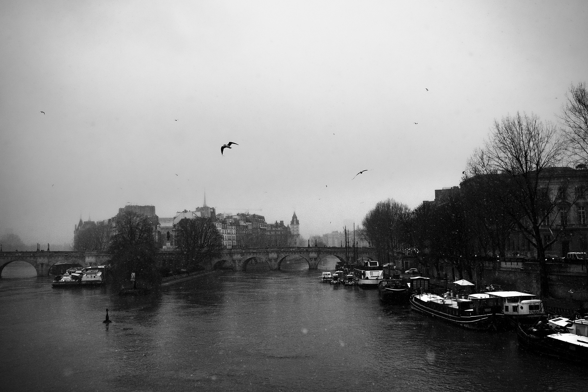Les mouettes - Paris