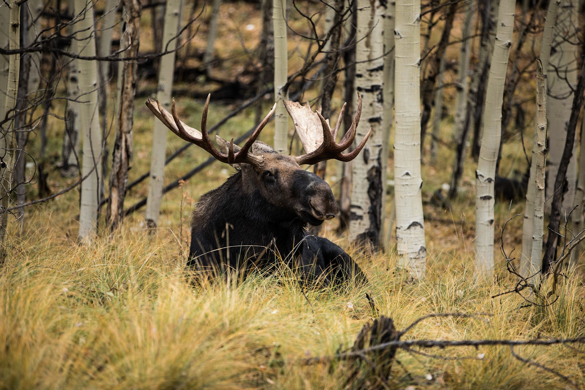 Mosse in the Aspens Colorado