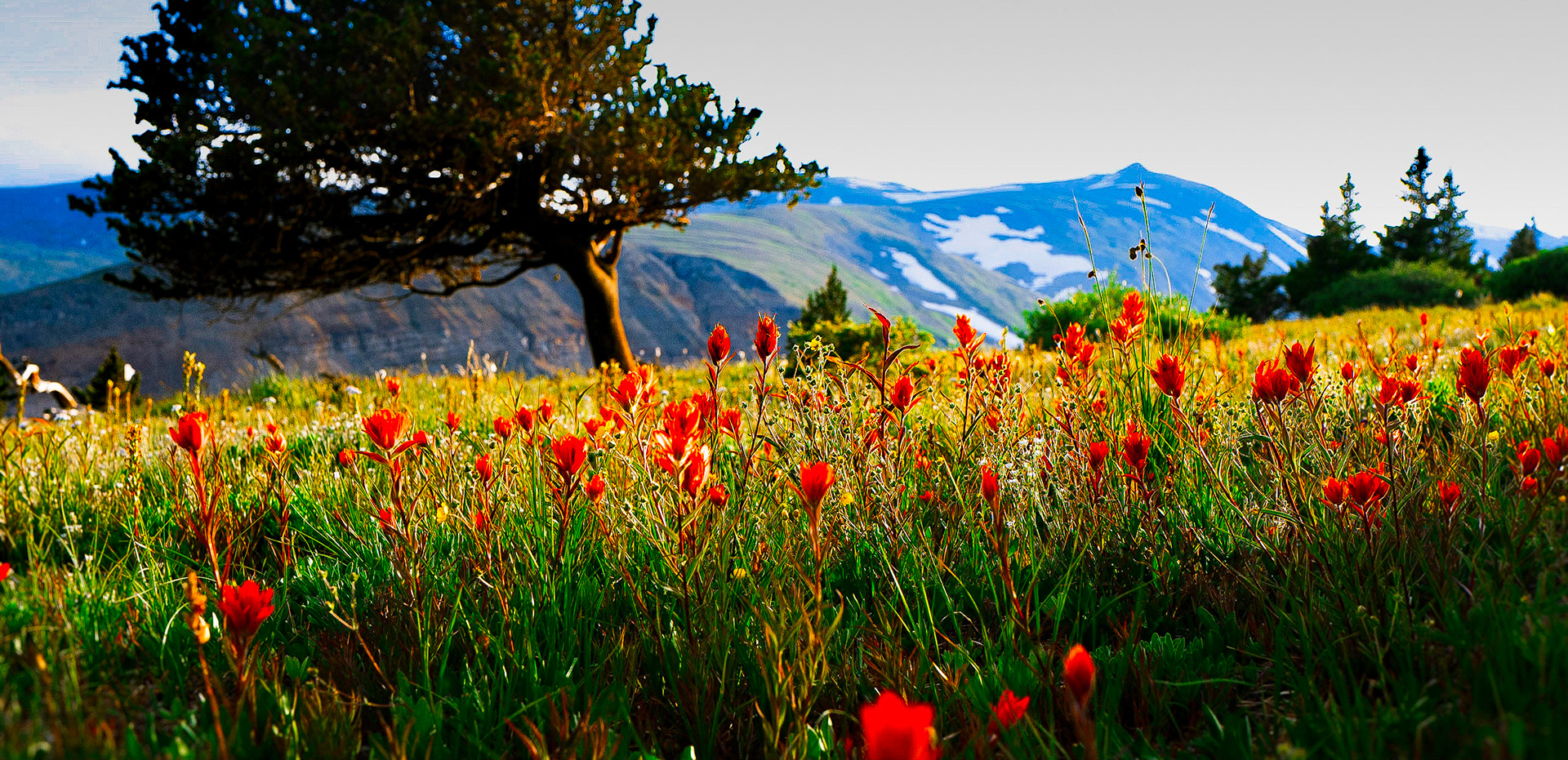 Fairplay Flowers Summer