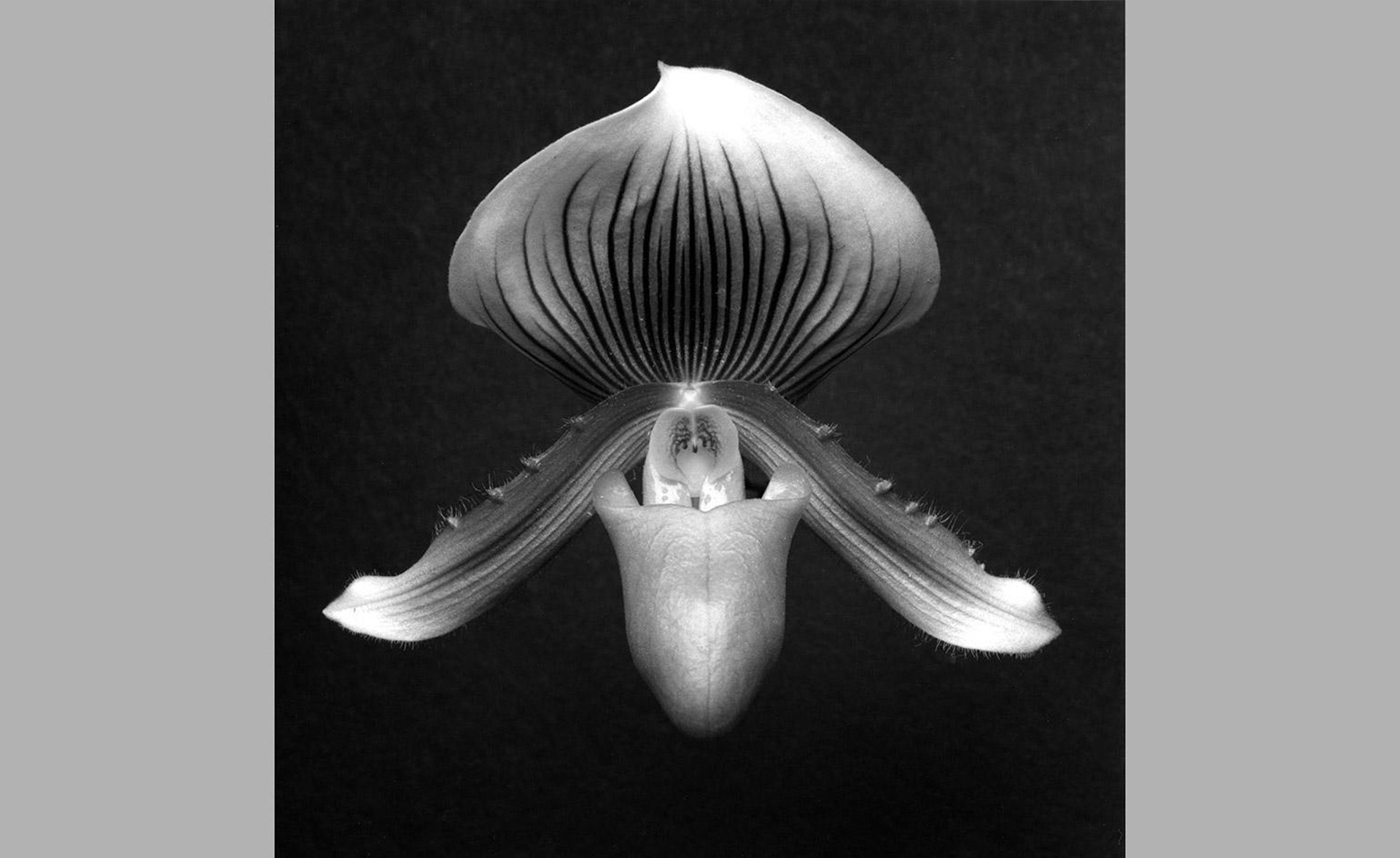 Photograph by Robert Mapplethorpe