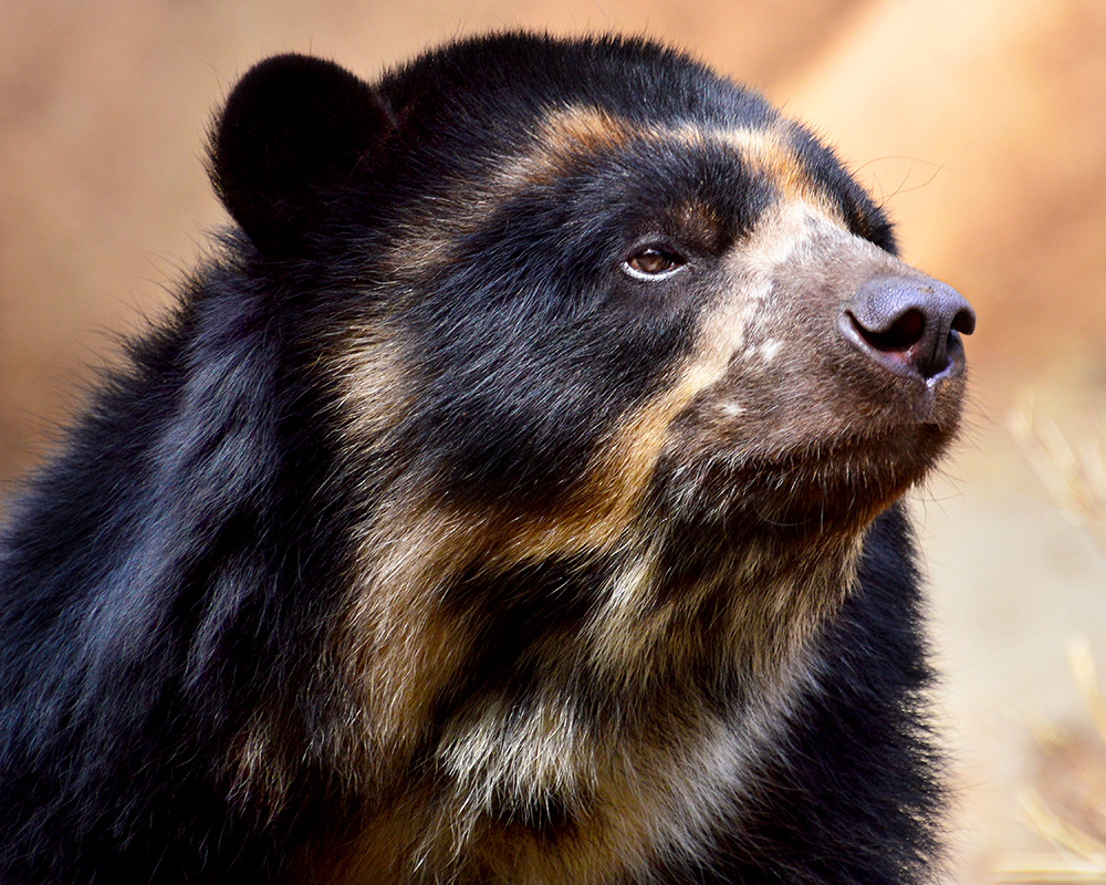 Joe Griffin Photos - Mammals - San Diego Zoo