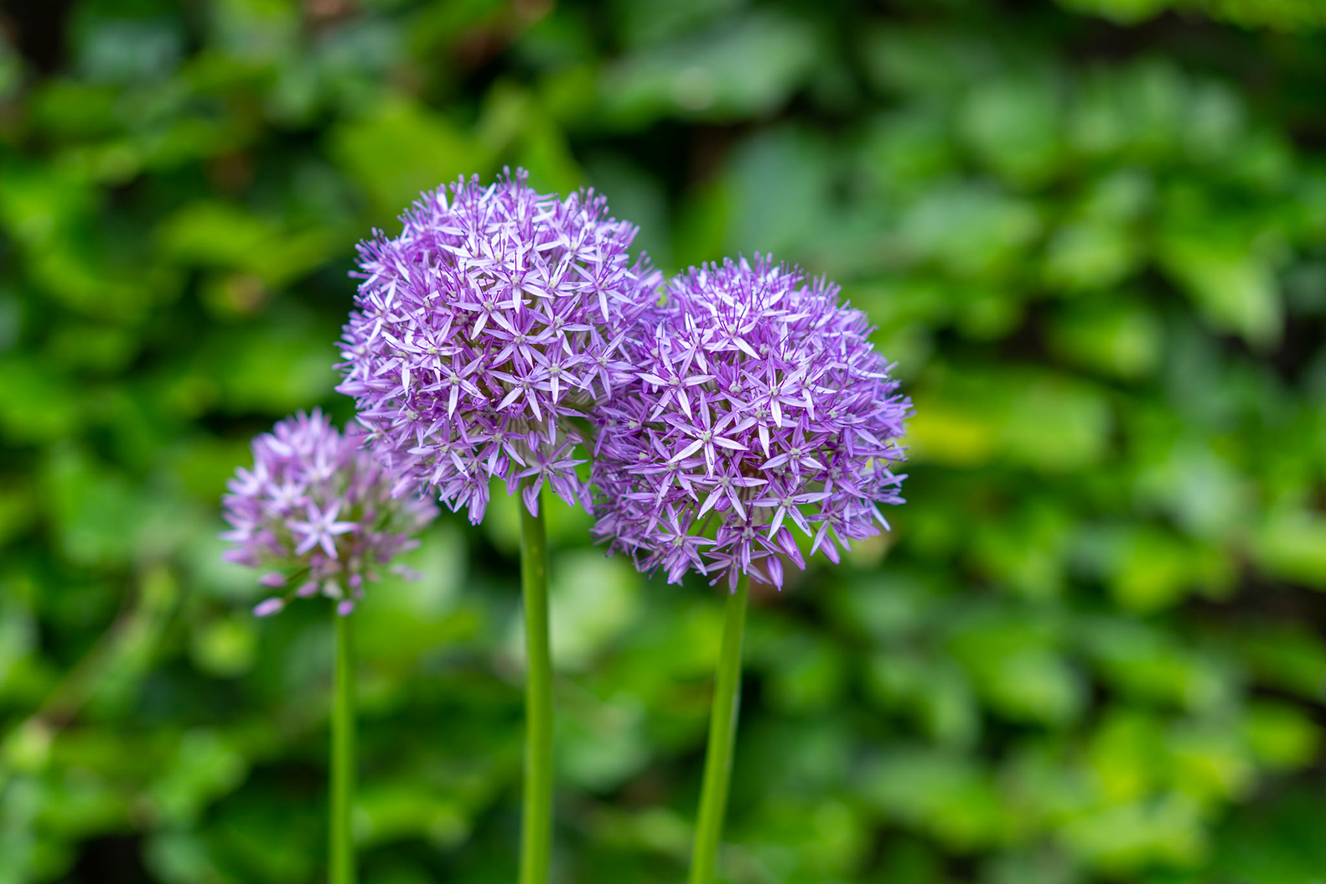 Allium