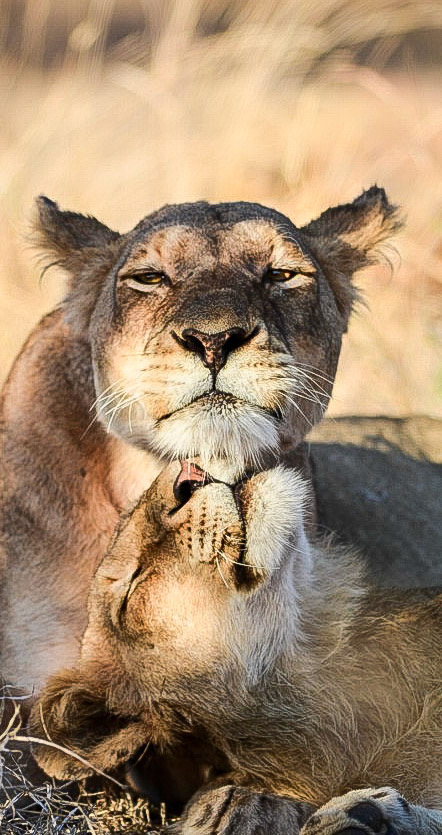 kruger love