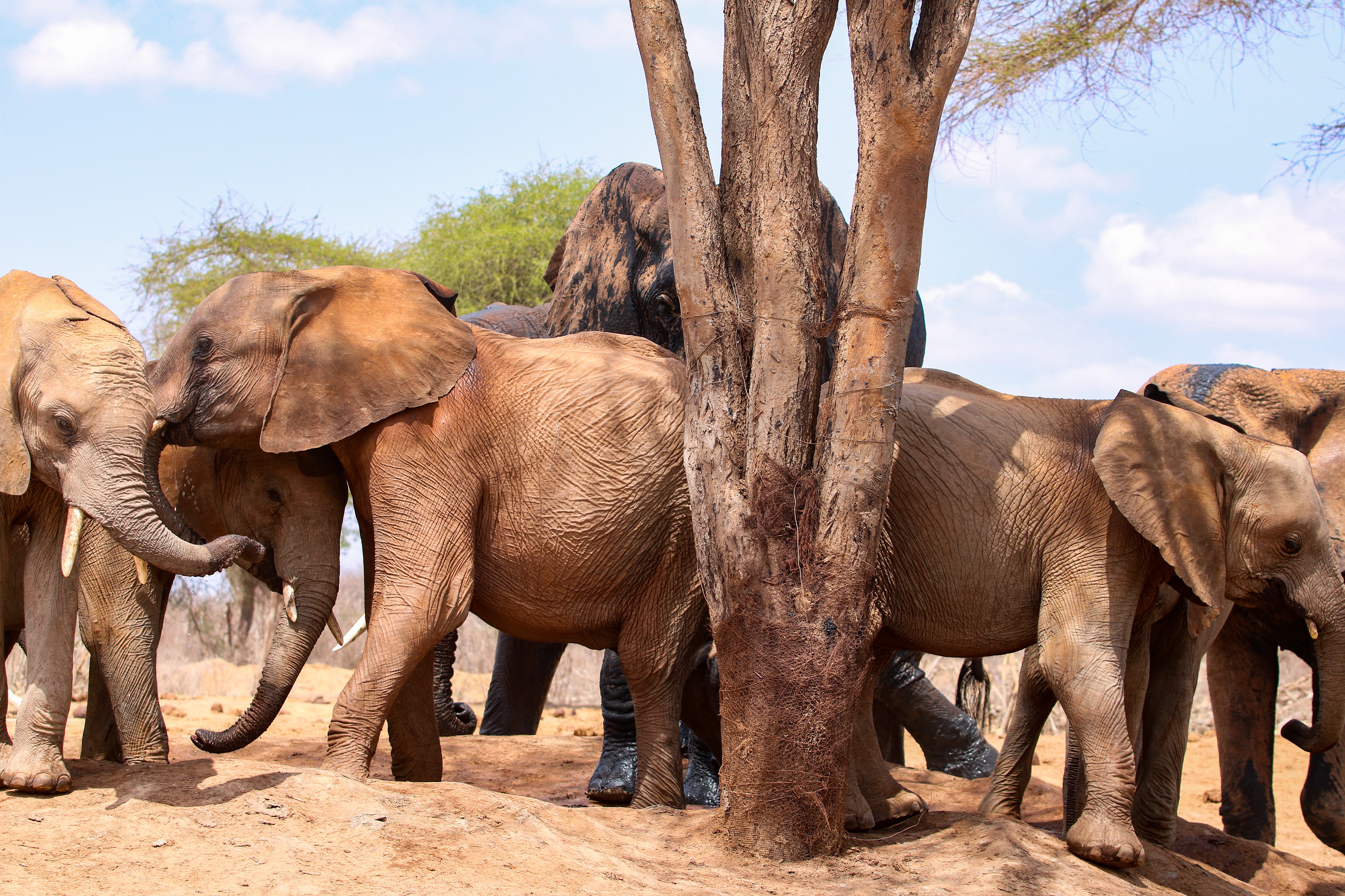 Ithumba, Tsavo East, Kenya