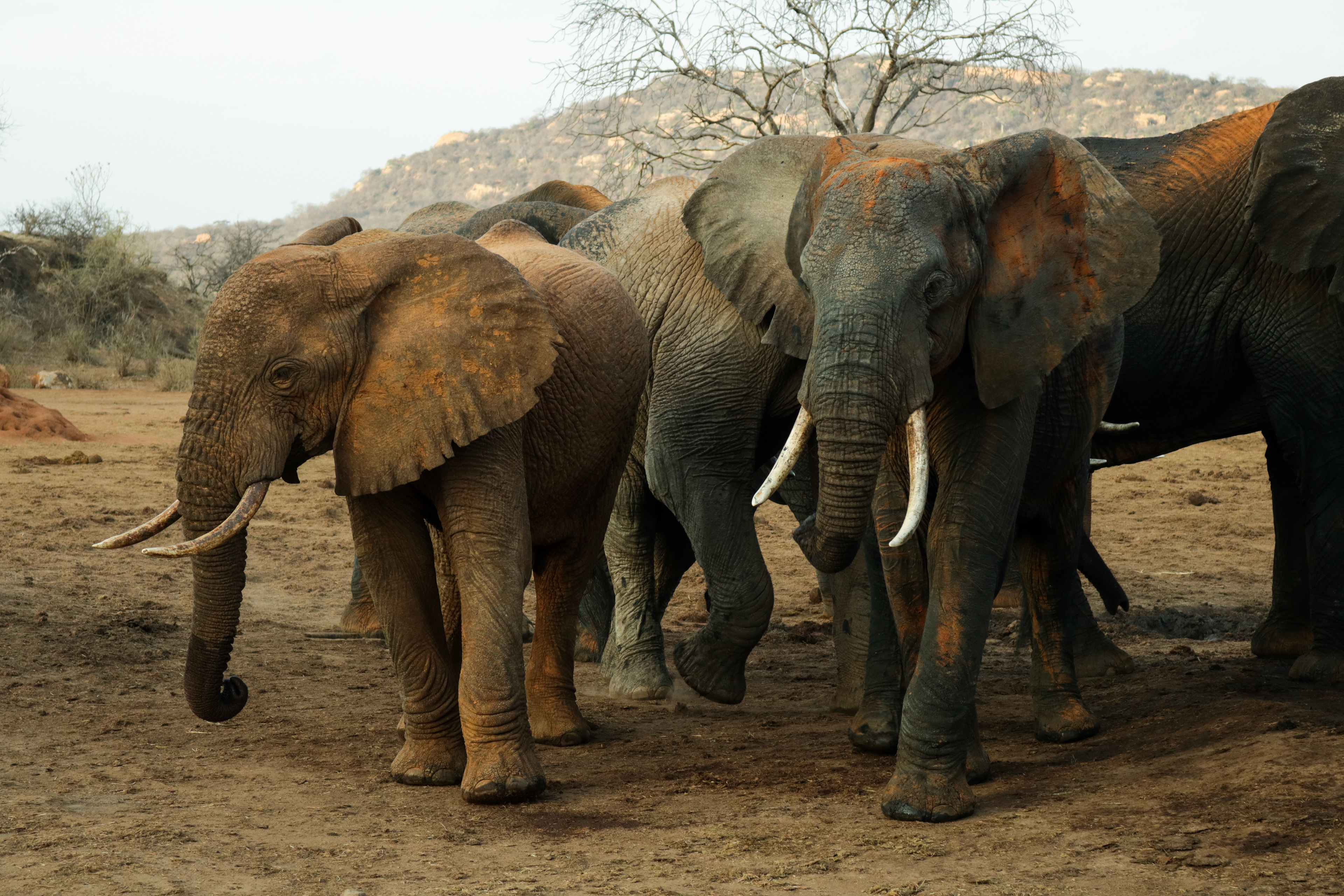 Ithumba, Tsavo East, Kenya