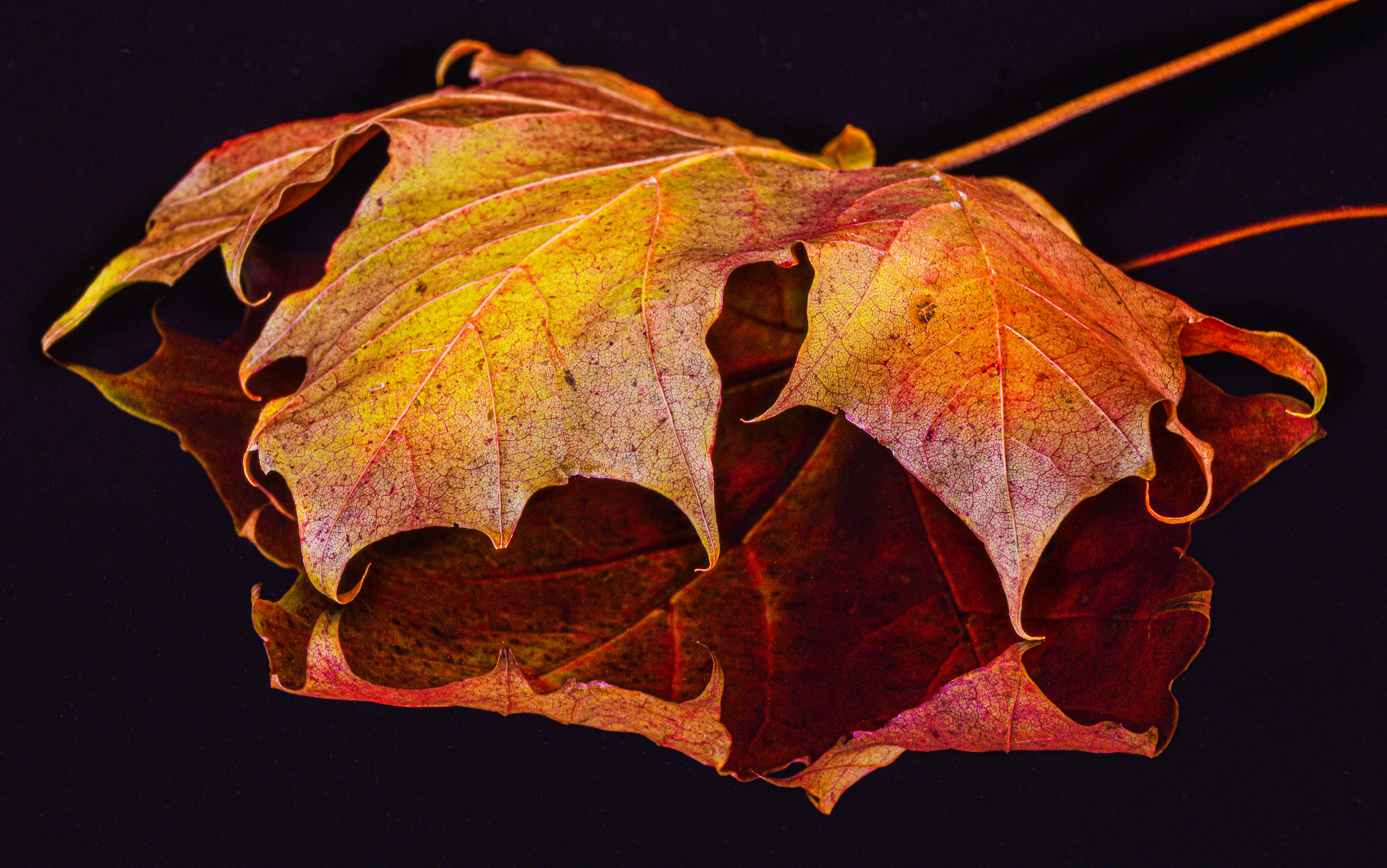 Autumn Leaf Study 1