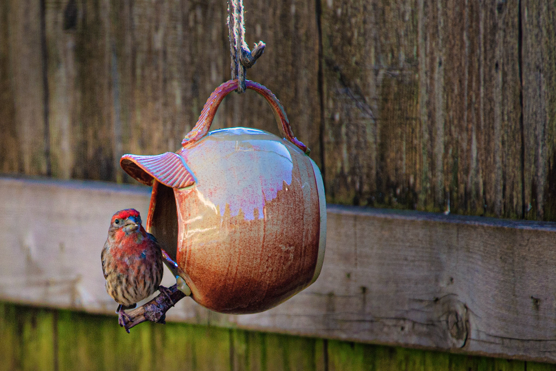 Finch on a Mug Bird Feeder
