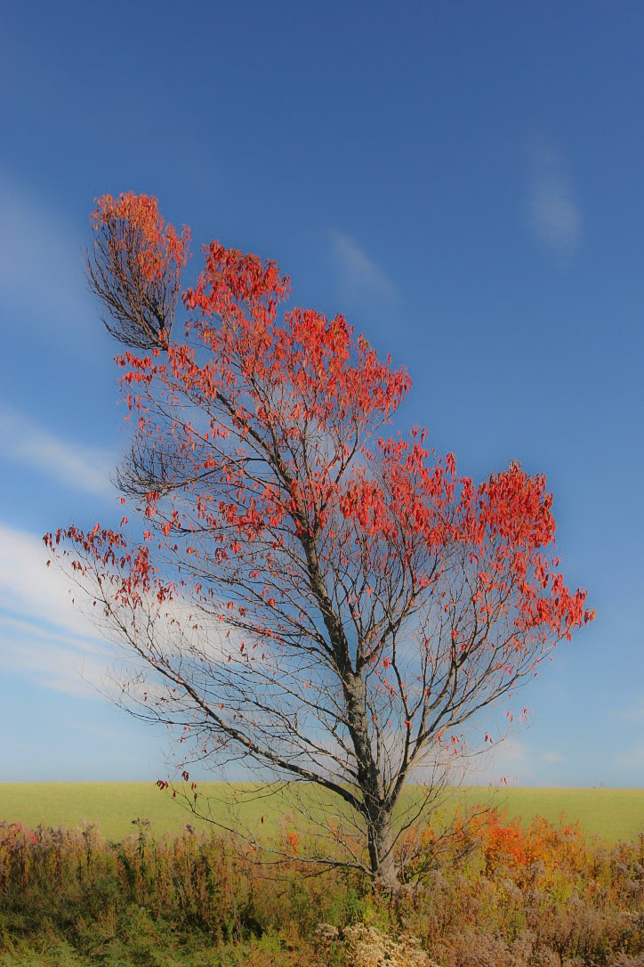 Red Tree in the Wind