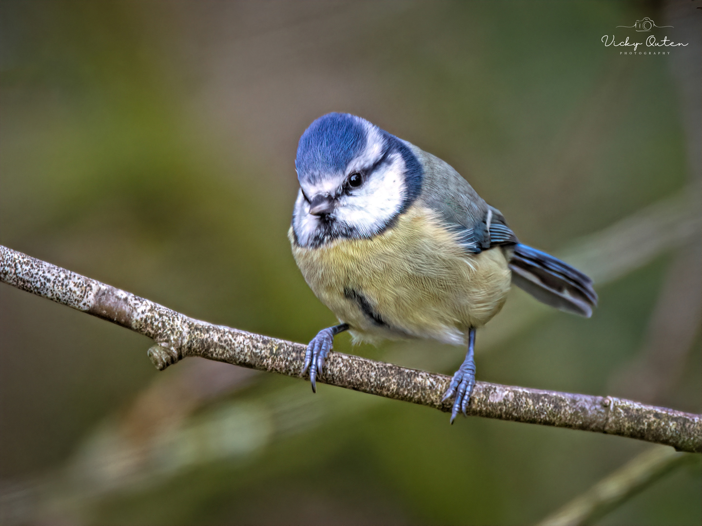 Blue tit