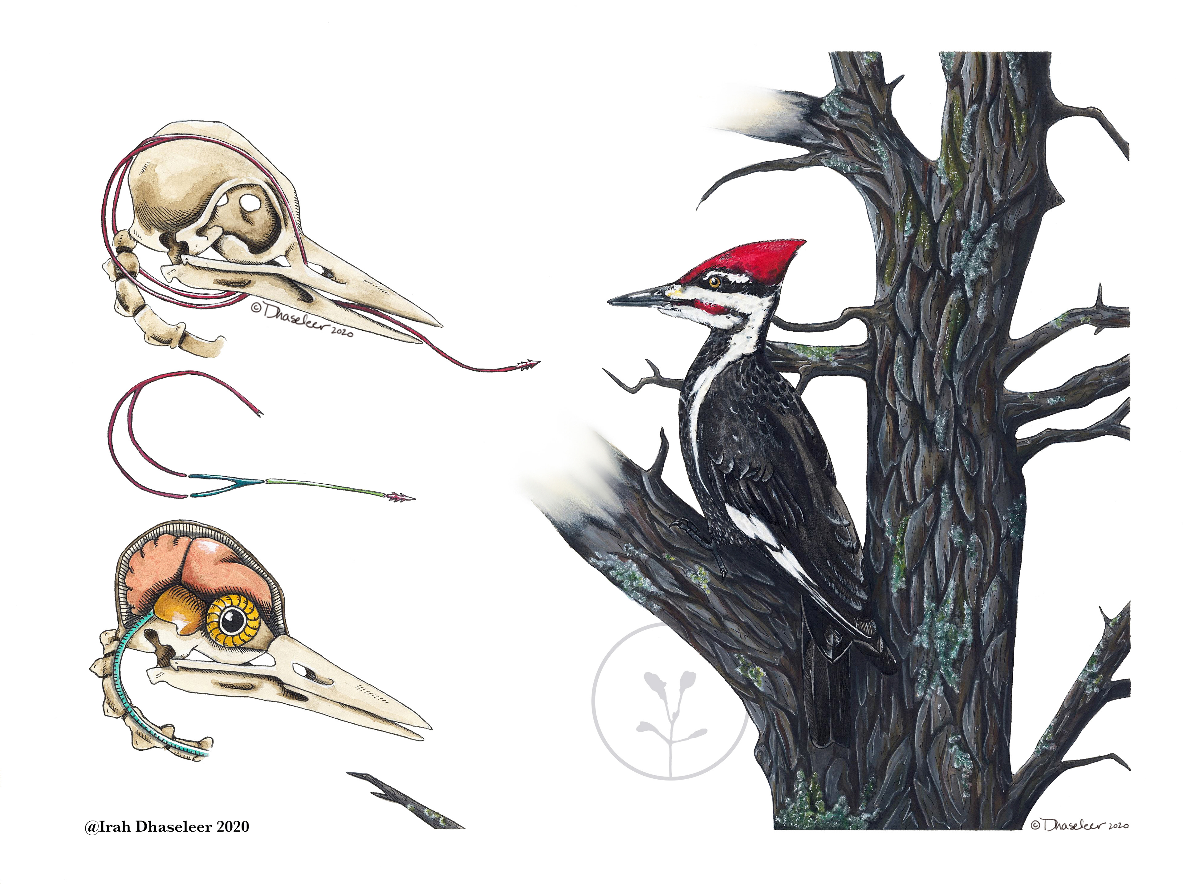 Irah Dhaseleer Ornithological Illustration