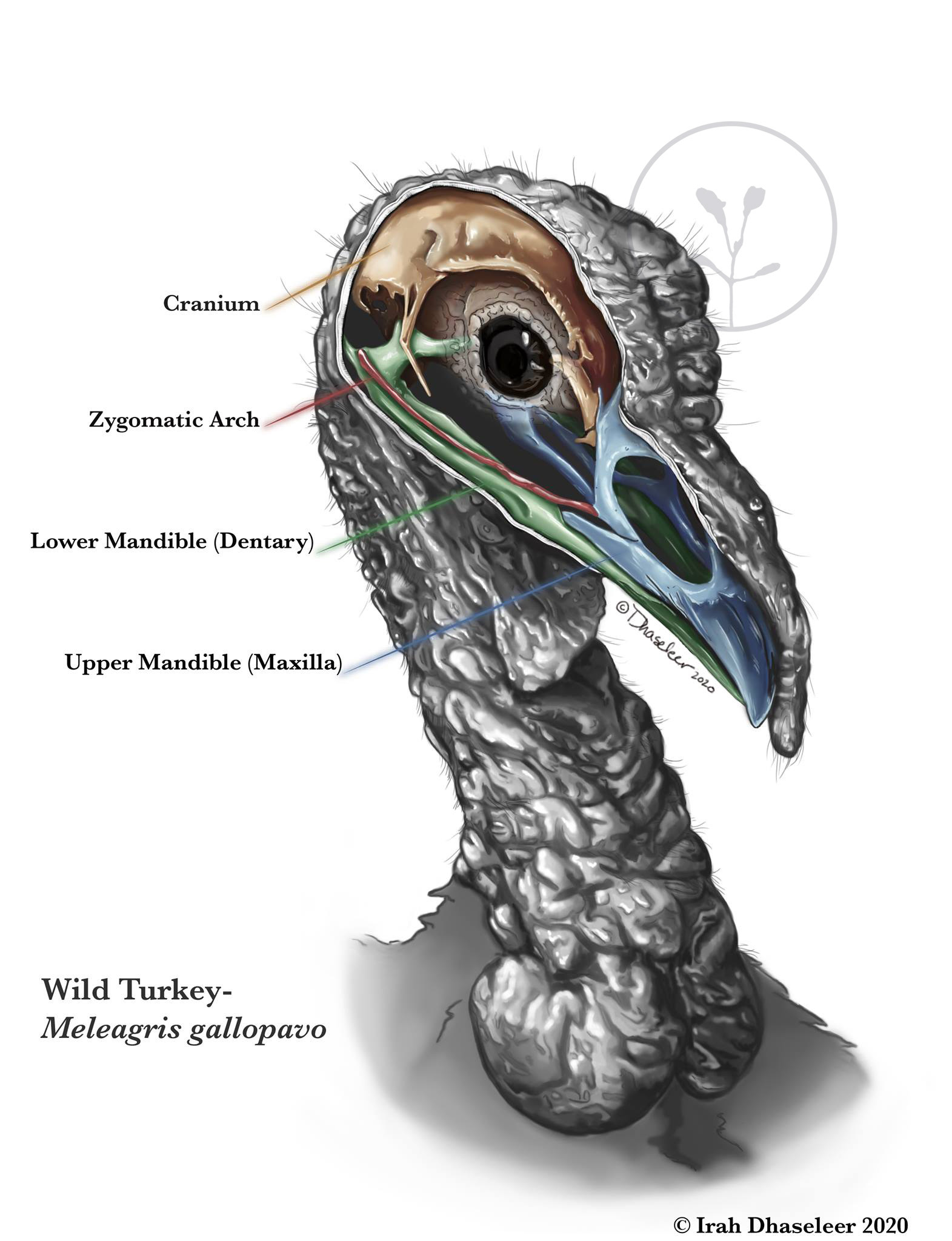 Irah Dhaseleer Ornithological Illustration