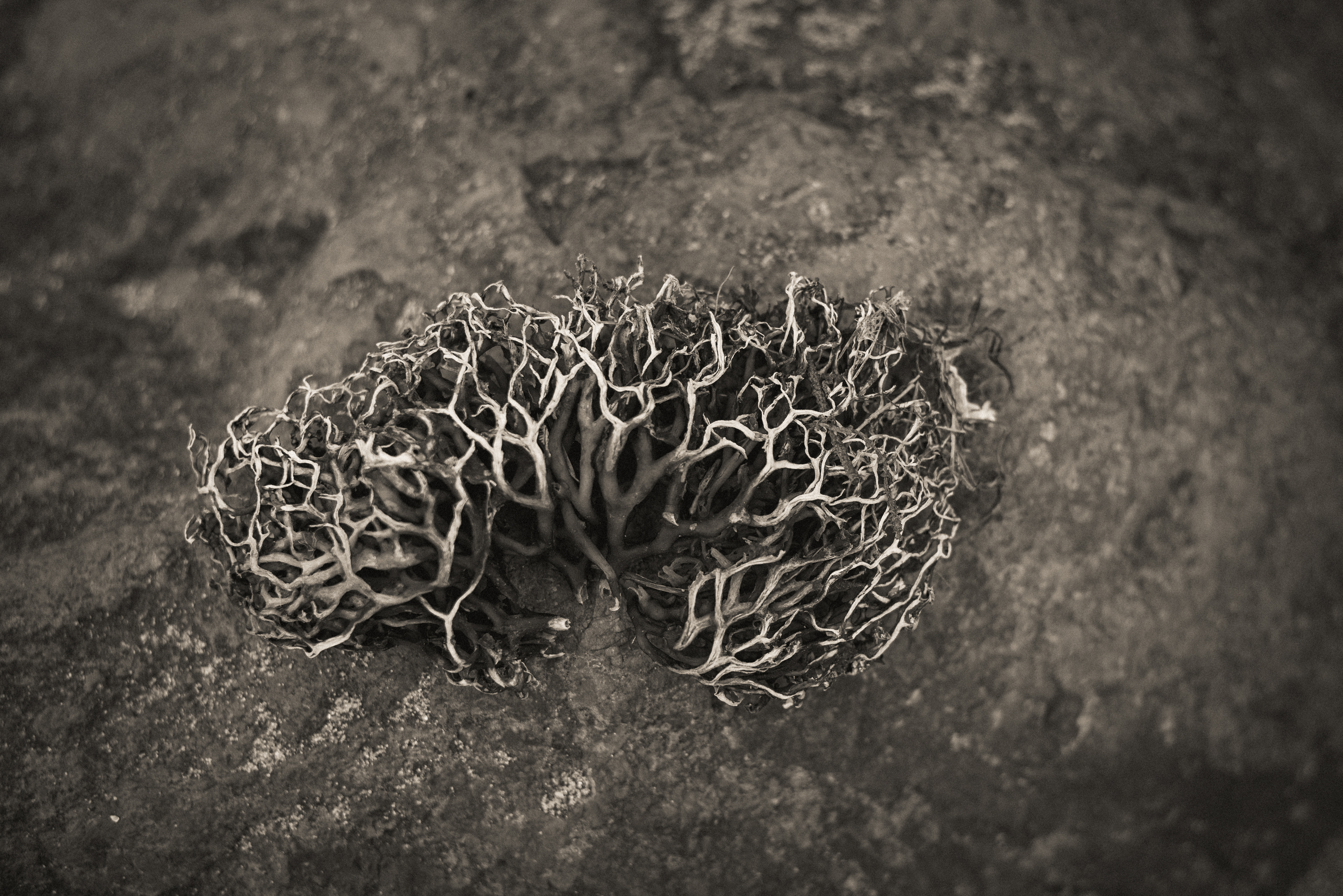 Remains