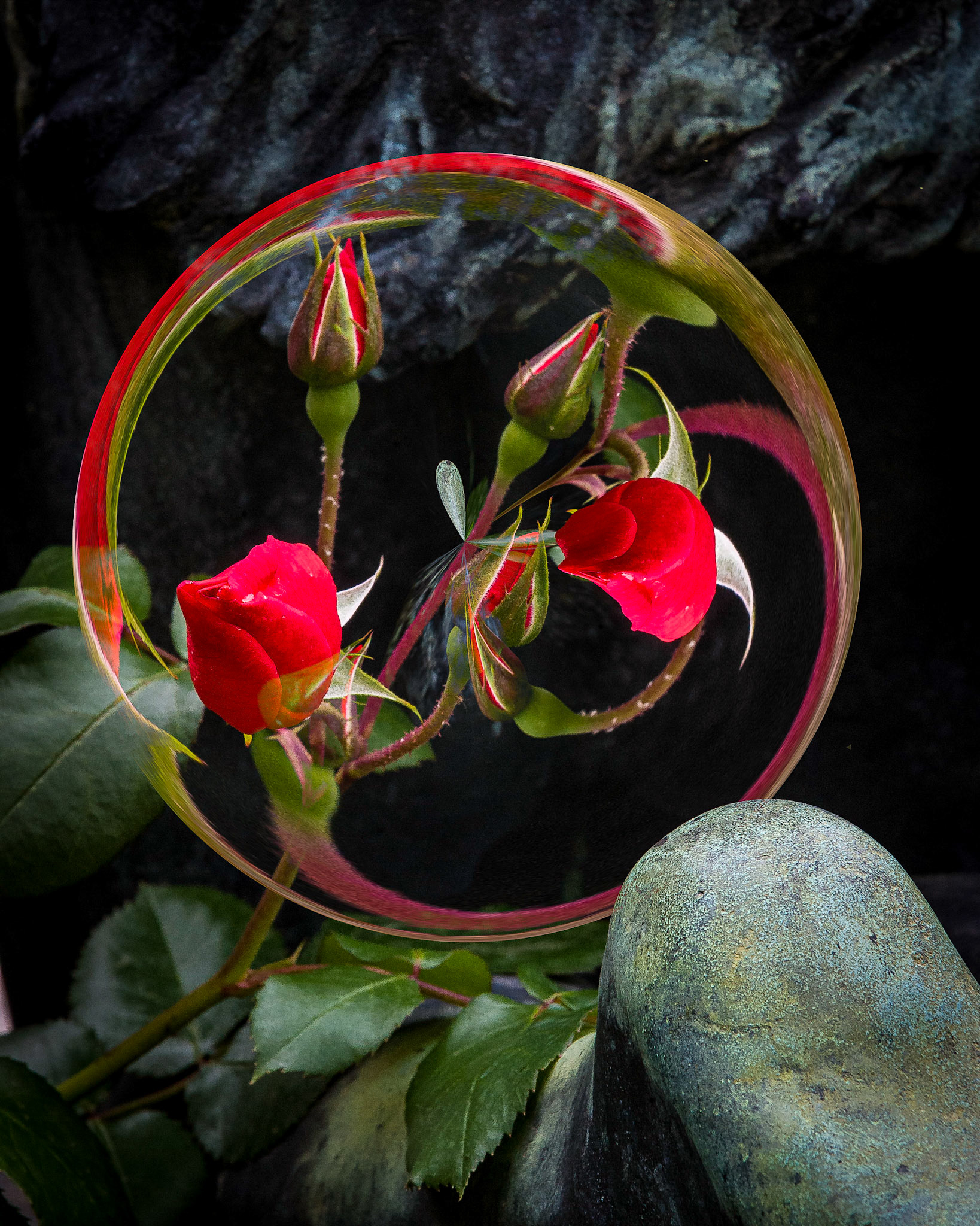 "Rose Of Tuscany", 2020