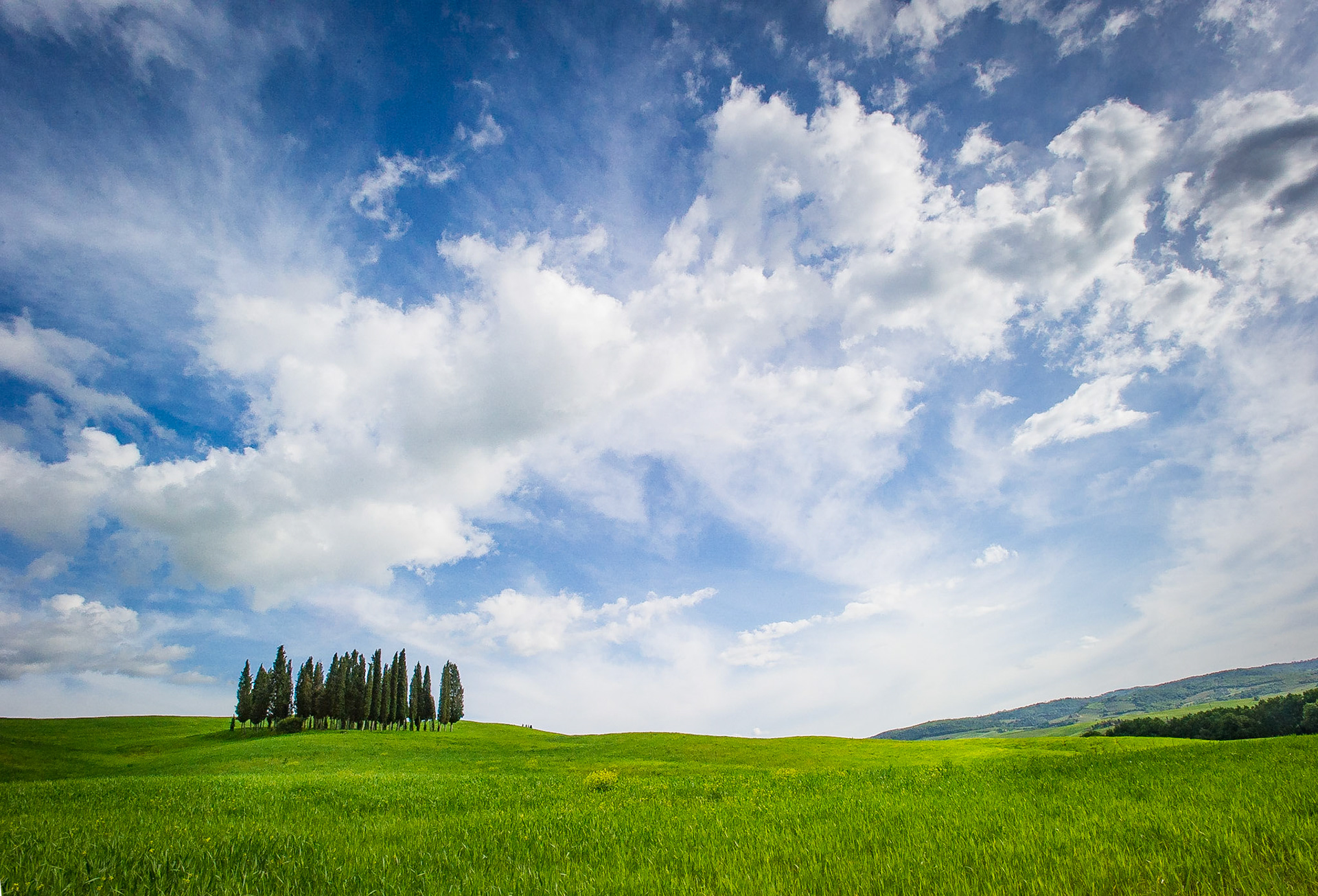 "Cypresses of Torrenieri", Tuscany, 2010