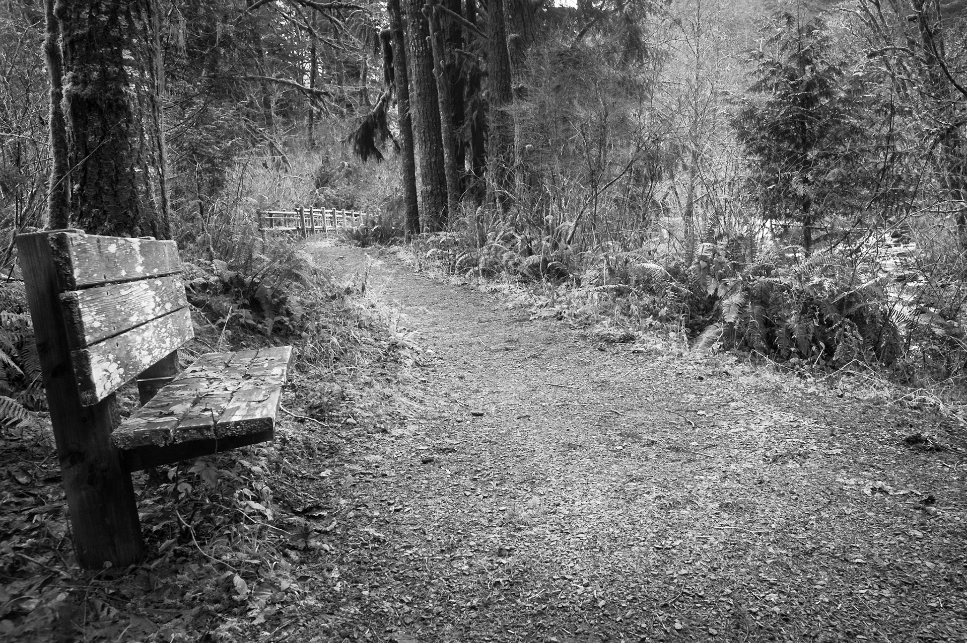 "Forest Rest", Oregon, 2013