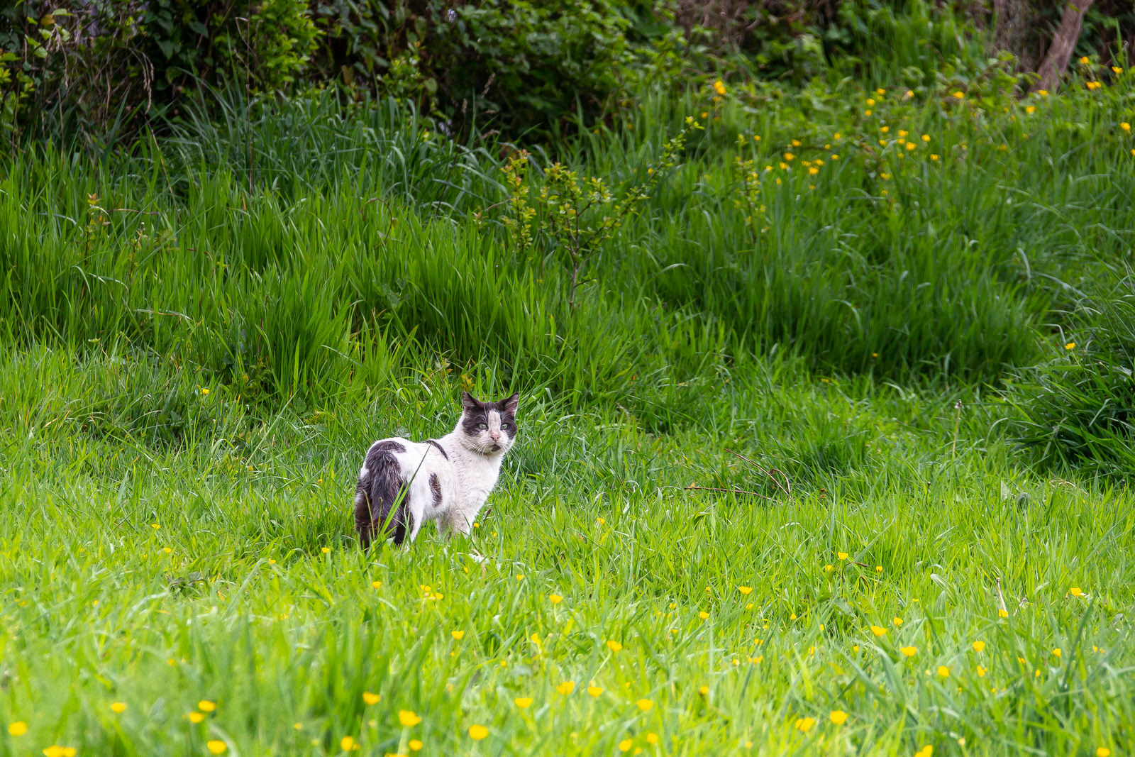 Frutillar - Región de los Lagos - Chile
