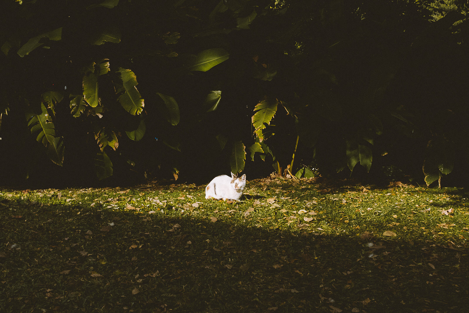 Jardín Botánico de Buenos Aires
