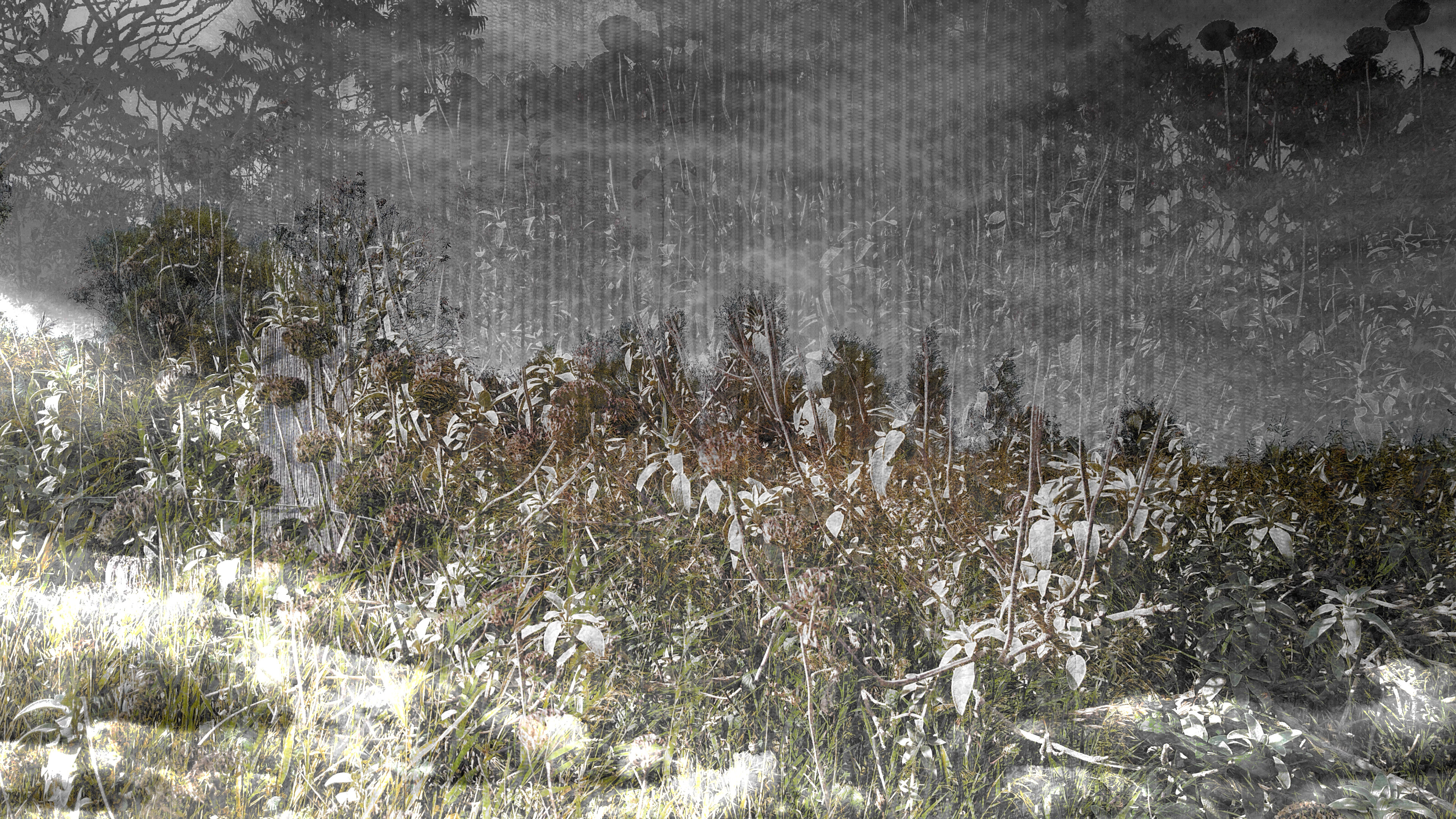 Harbour Field 5