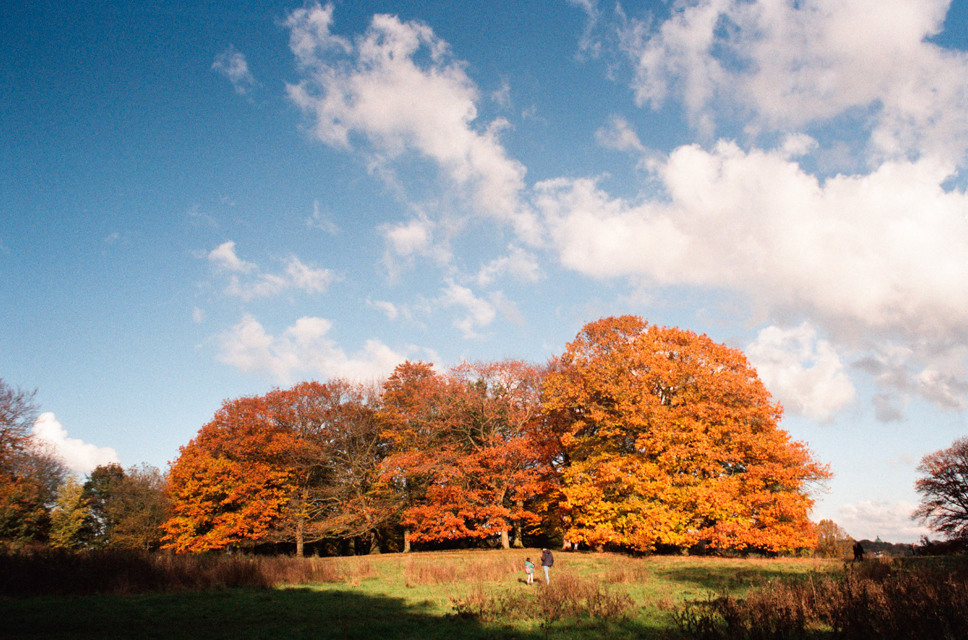 Hamspstead Heath