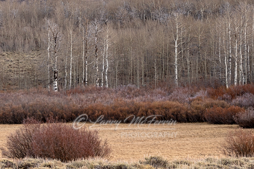 Aspens, Steens Mountain, Oregon - Image #6372