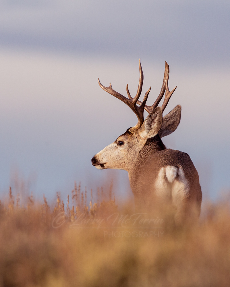 Mule Deer Buck - Image 6398