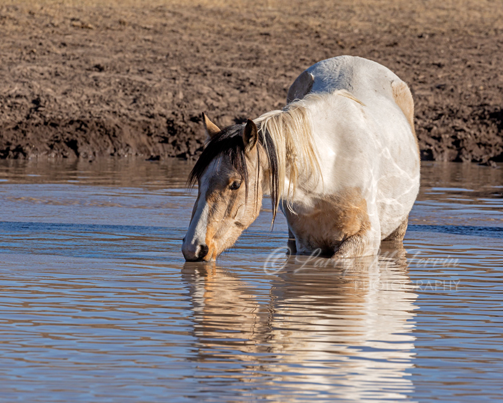 Bloom - S. Steens HMA Filly - Image #4918